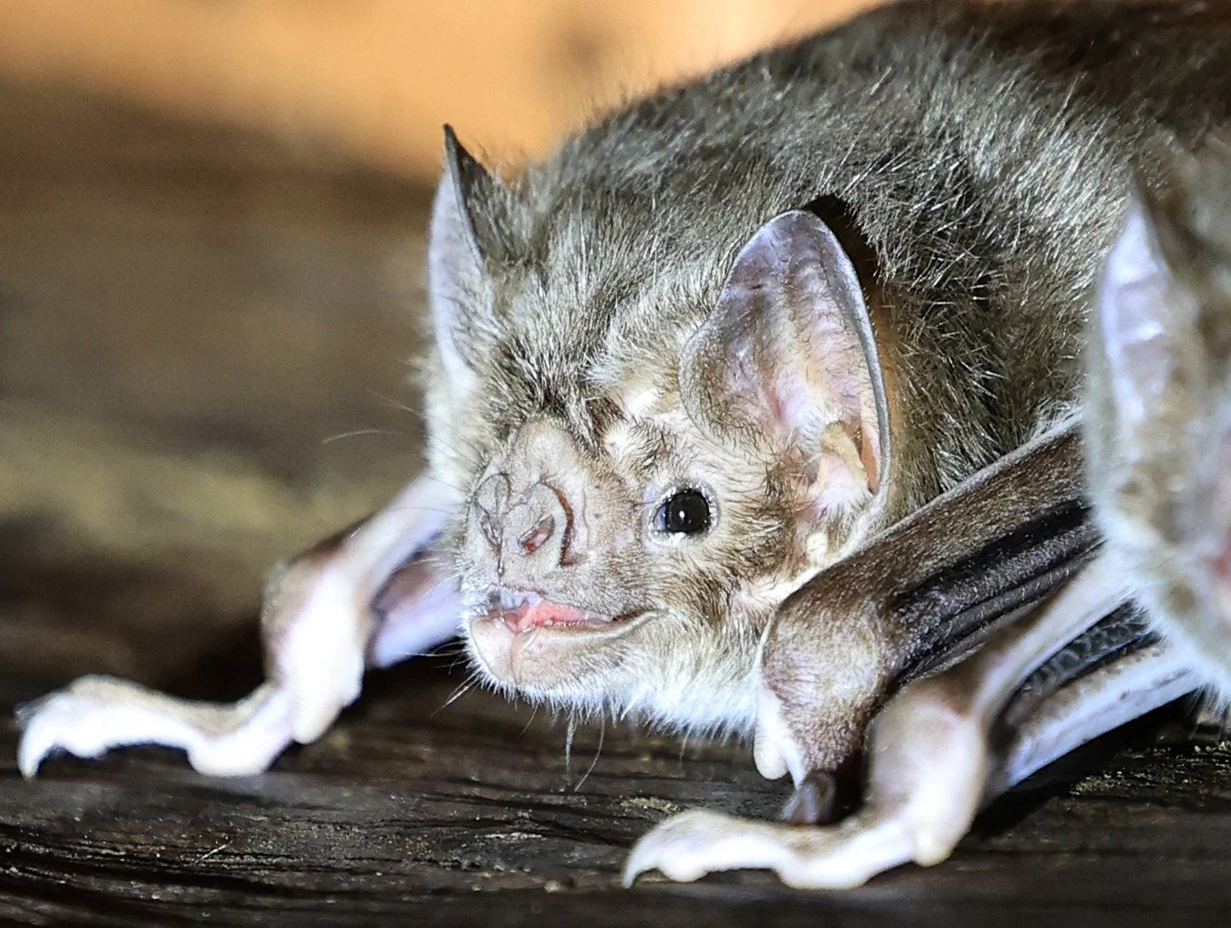 Common Vampire Bat (Desmodus rotundus) Abandoned house on road between Pozo Colorado & Asuncion (39).jpg