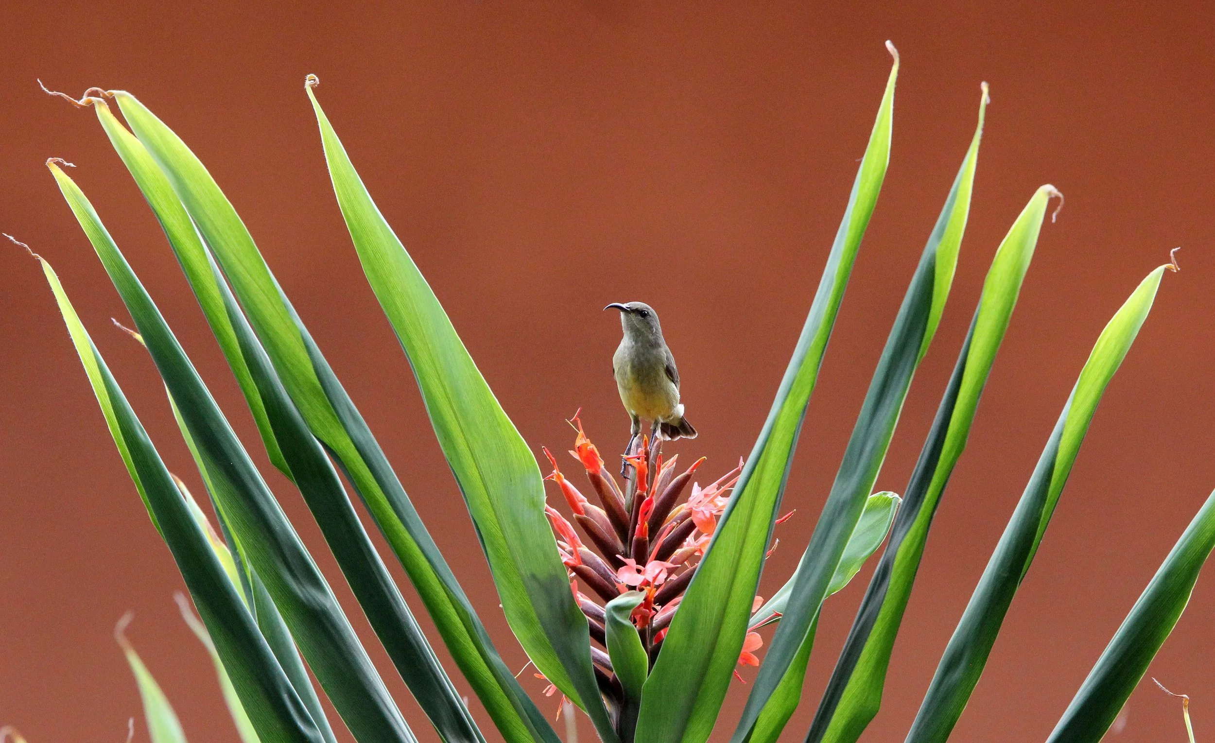 BIRD - SUNBIRD - OLIVE SUNBIRD - CYANOMITRA OLIVACEA - RUHENGERI RWANDA (13).JPG