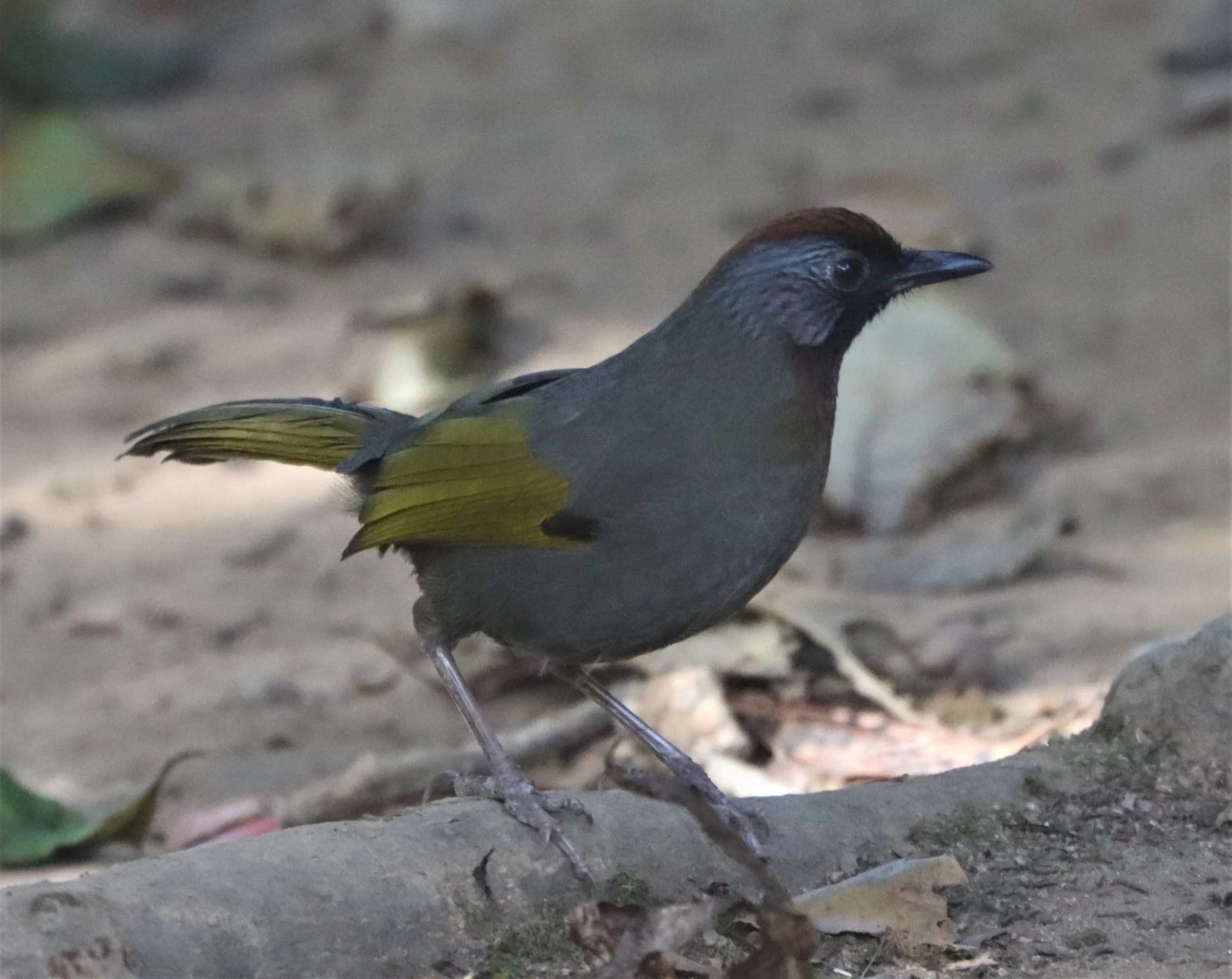 LAUGHINGTHRUSH - CHESTNUT-CROWNED LAUGHINGTHRUSH - Garrulax erythrocephalus - DOI INTHANON SUMMIT (9).jpg