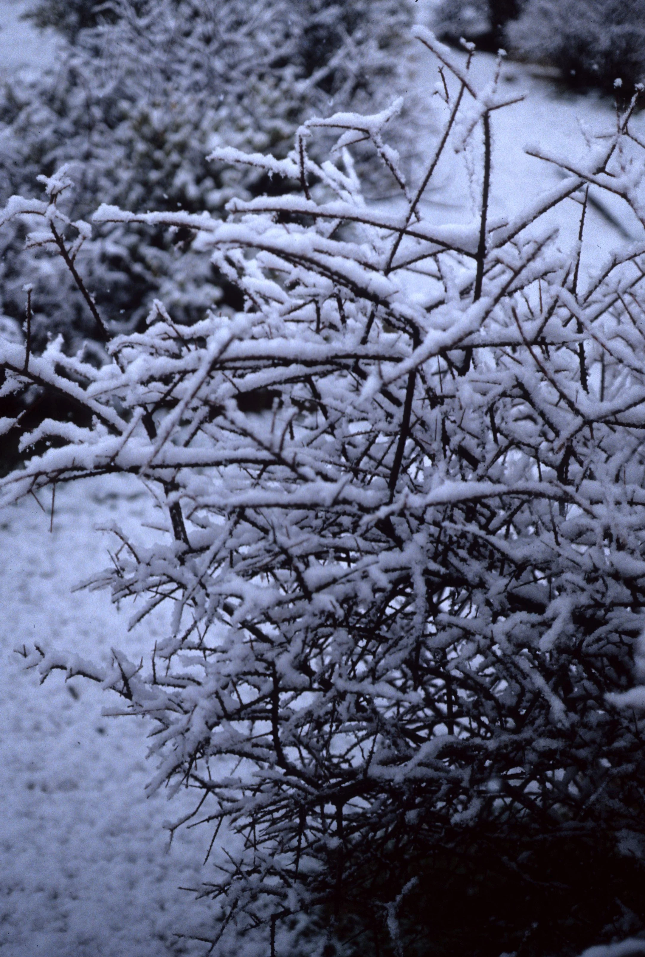 JOSHUA TREE IN SNOW C.jpg