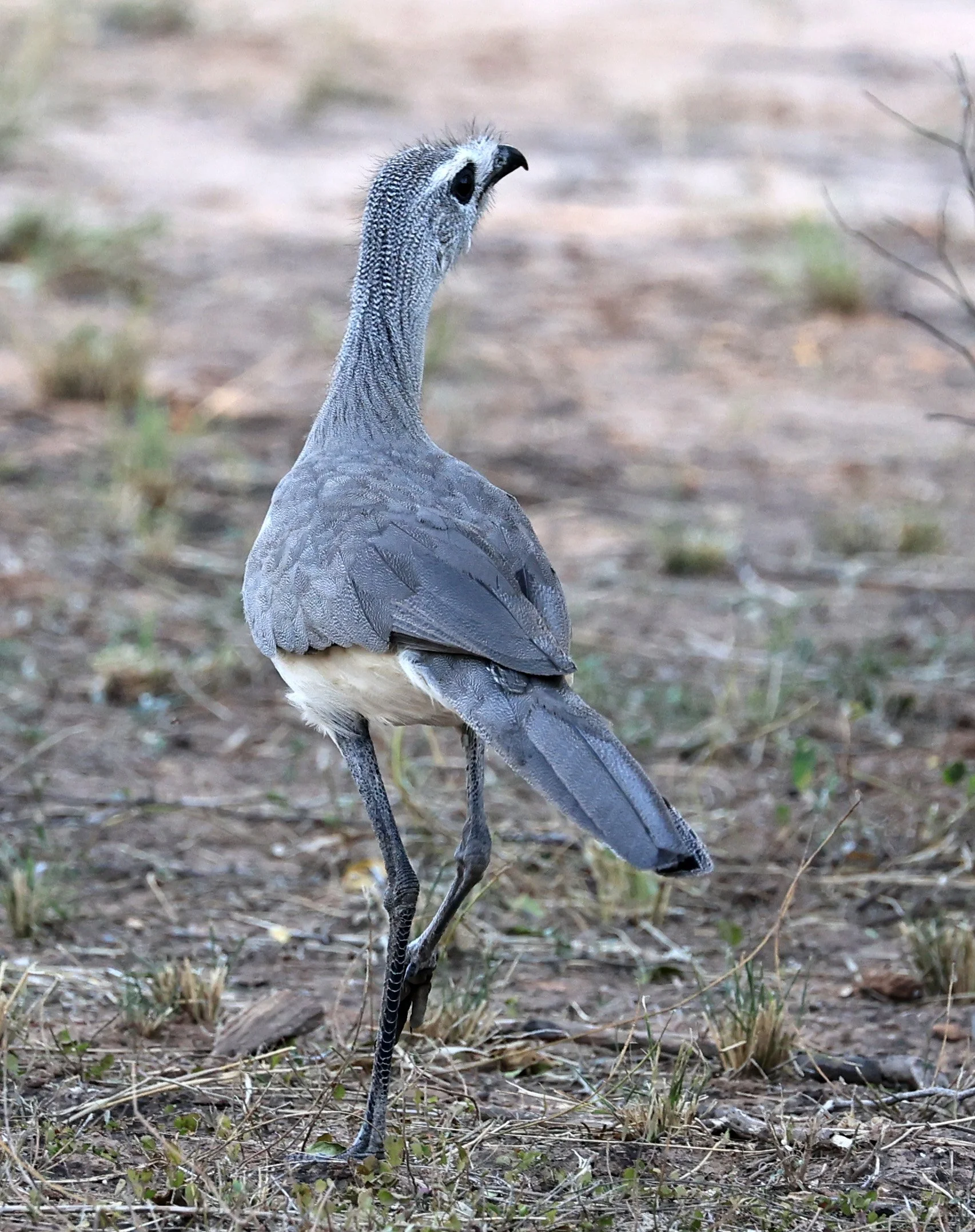 Black-legged Seriema (Chunga burmeisteri) Parque Nacional Teniente Agripino Enciso (30).jpg