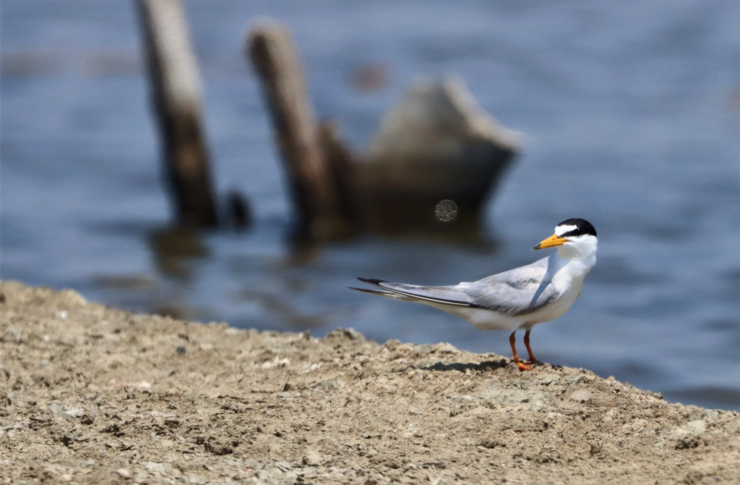 TERN - LITTLE TERN - Sterna albifrons - BANG PAKONG SALT PANS CHACHOENGSAO WEST OF RIVER (3).jpg