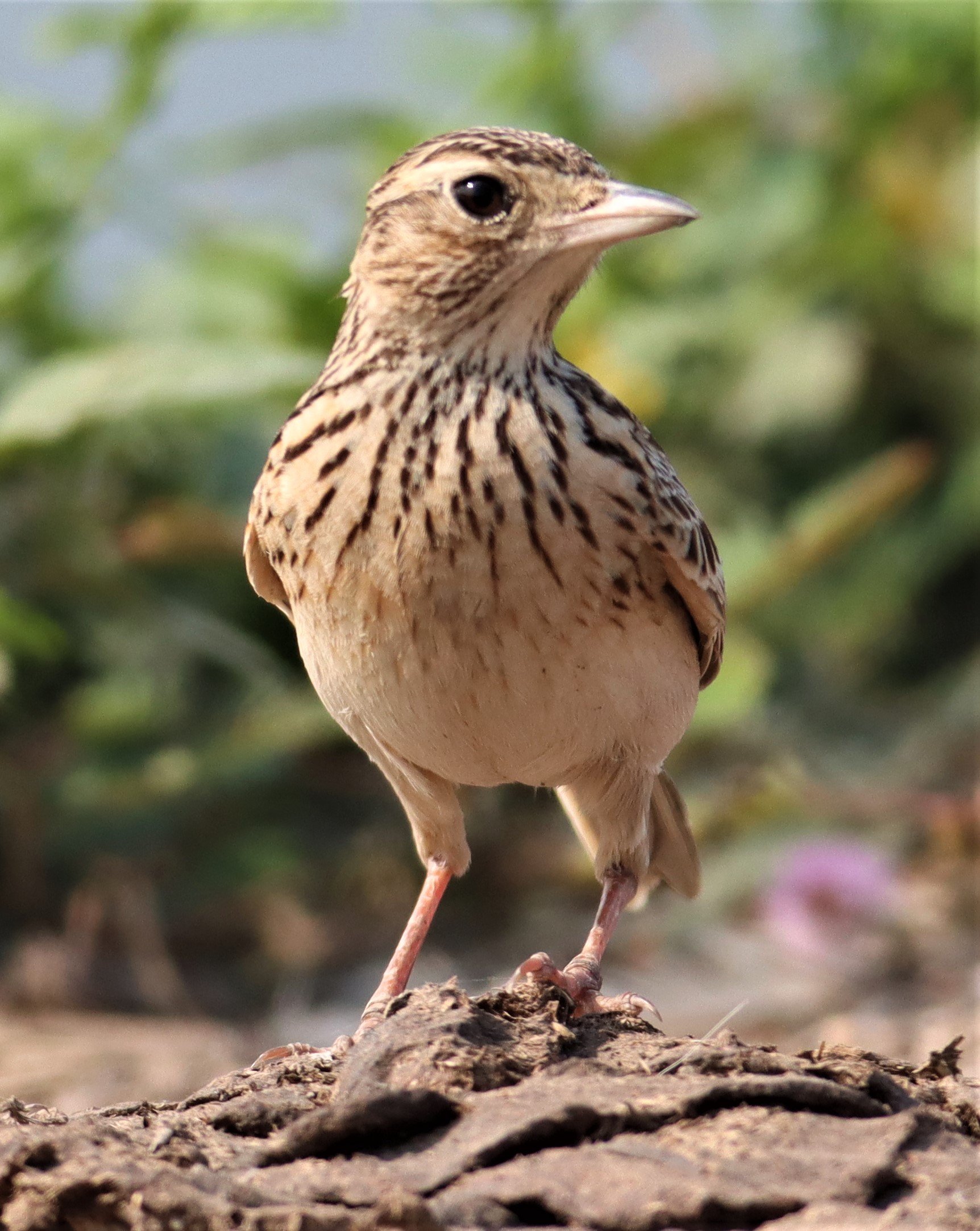 Oriental Skylark (Alauda gulgula) Bang Khaem Wetlands Nakhon Pathom (11).jpg