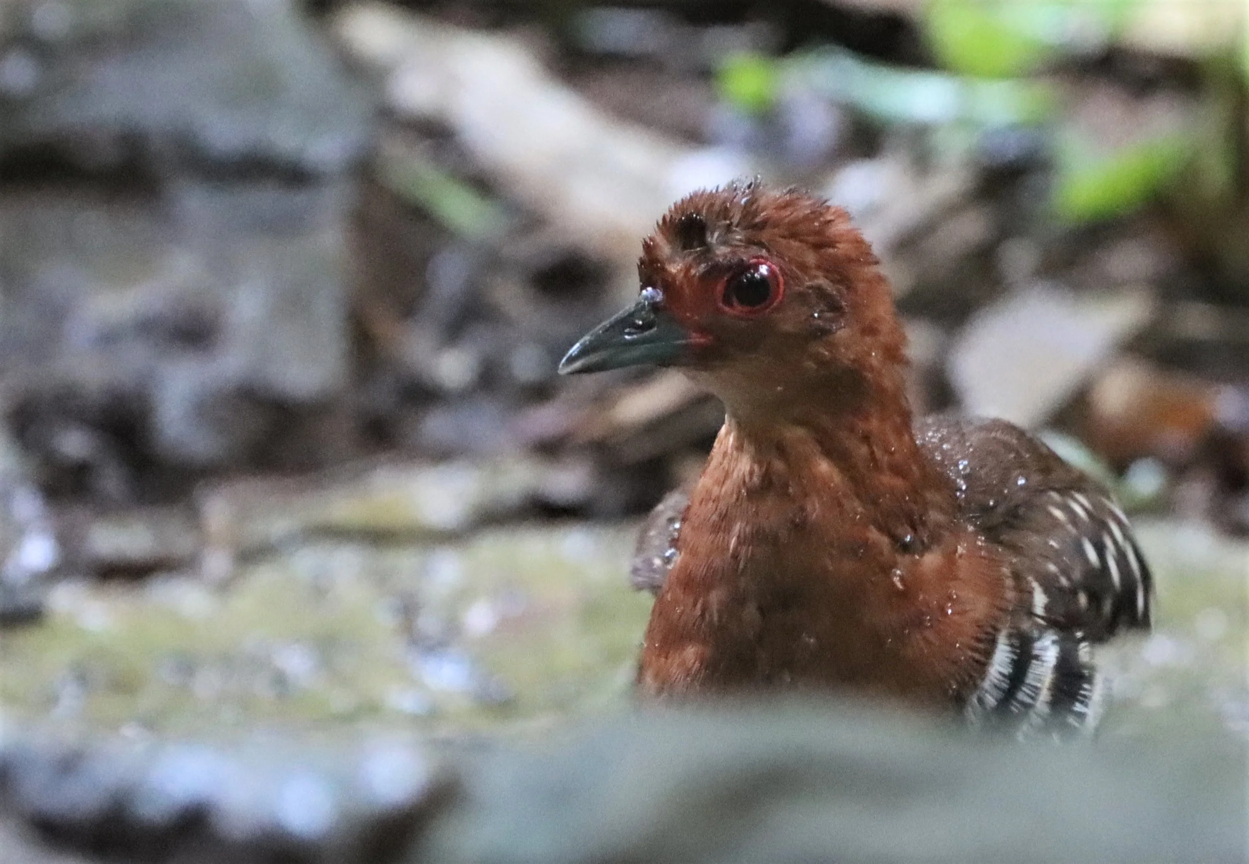 Red-legged Crake (Rallina fasciata) Neung Hide nr Kaeng Krachan NP Thailand (35).jpg