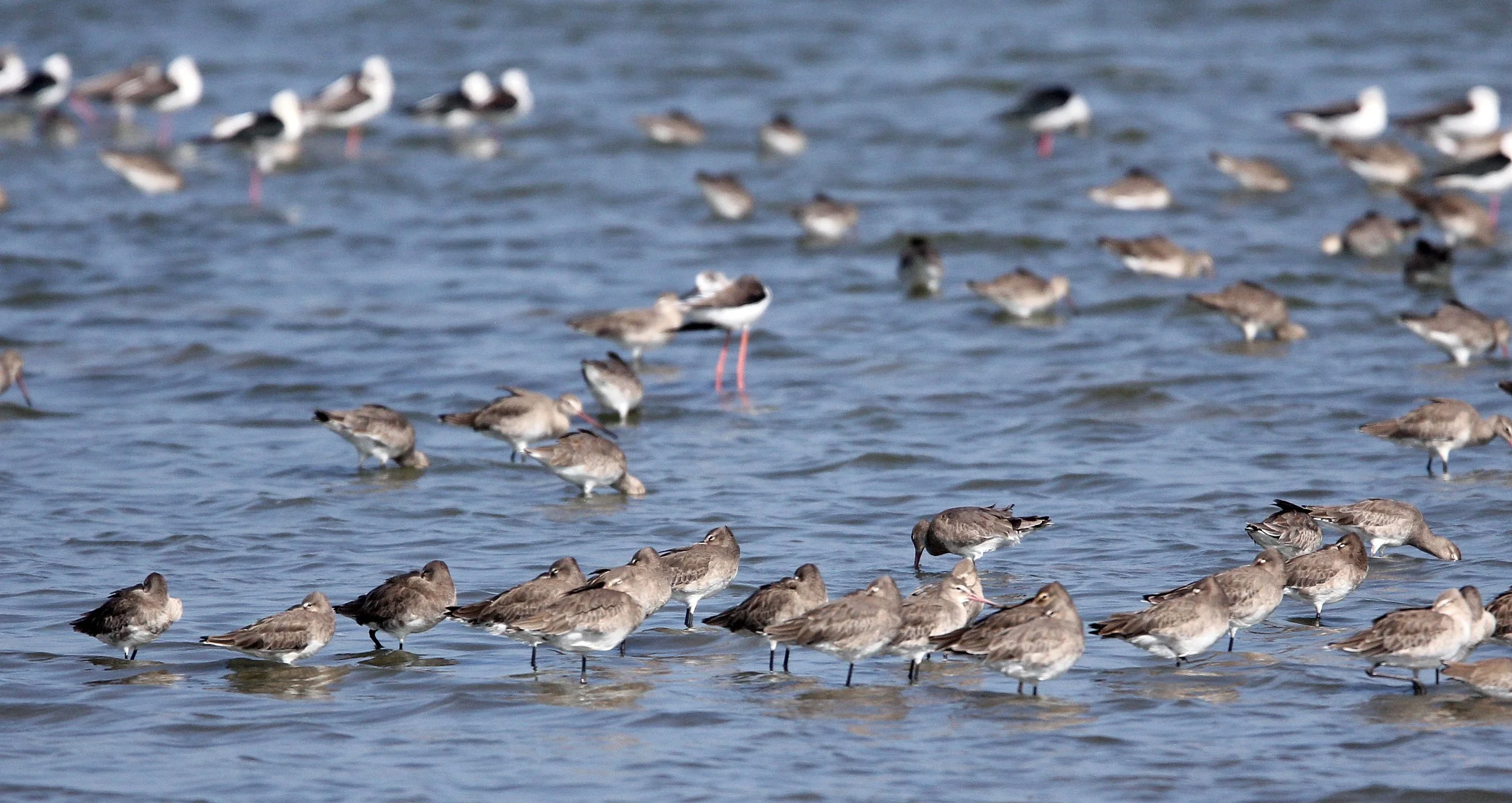 BIRD - GODWIT - BLACK-TAILED GODWITS, COMMON REDSHANKS, COMMON GREENSHANKS, TURNSTONES AND STINTS - YALA NATIONAL PARK SRI LANKA (33).JPG