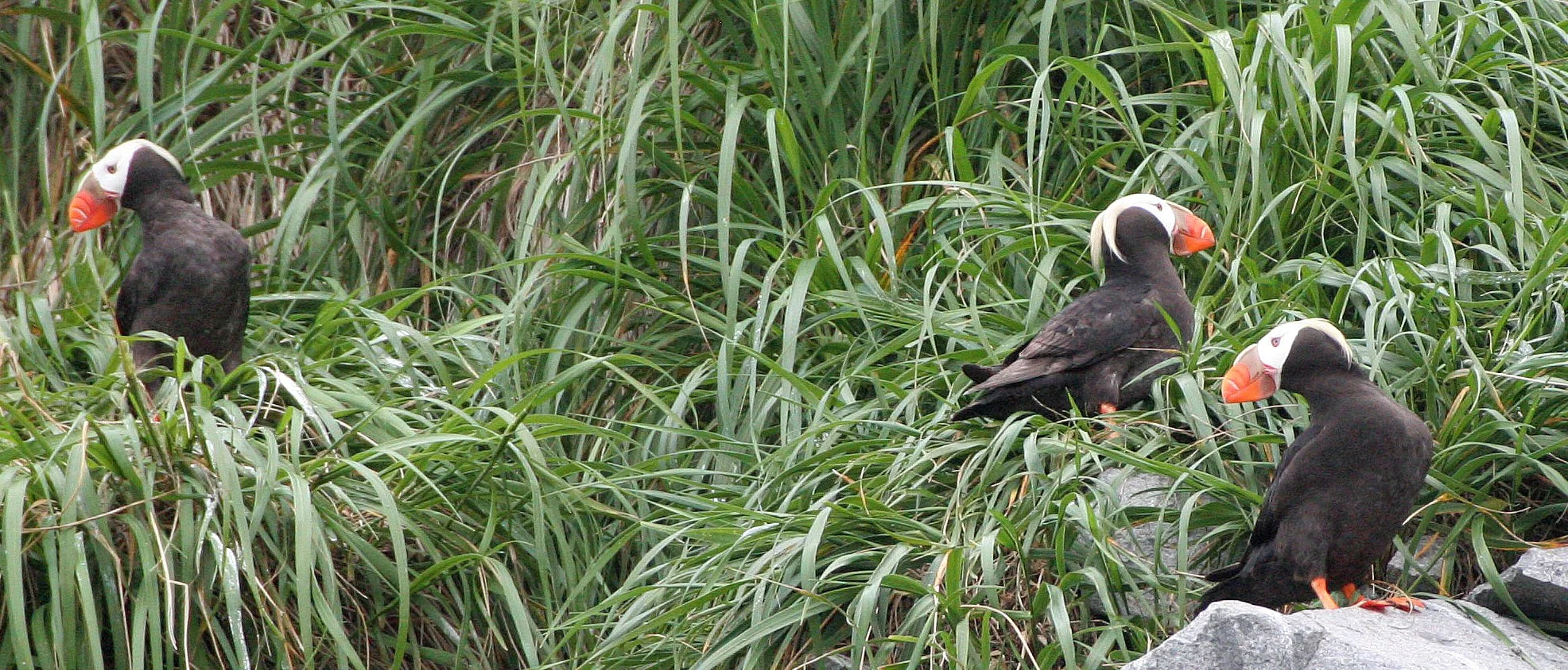 Fratercula cirrhata - TUFTED PUFFIN - COAST OF KAMCHATKA (92).jpg