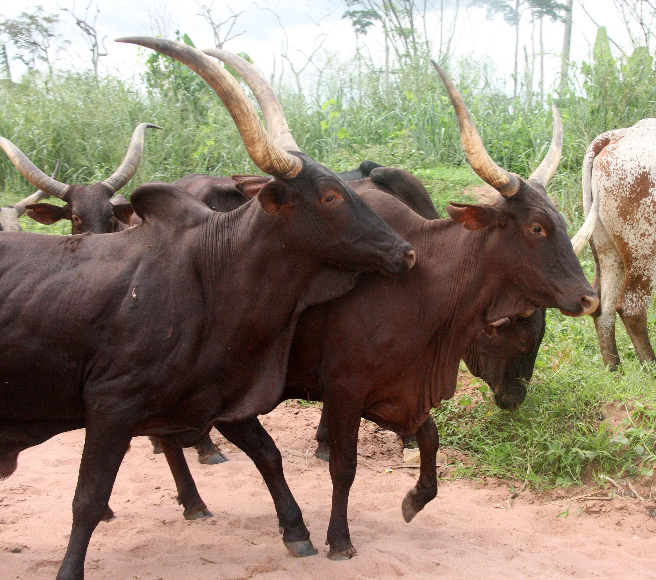 BODA - SOUTHERN AREAS -  CENTRAL AFRICAN REPUBLIC (9).JPG