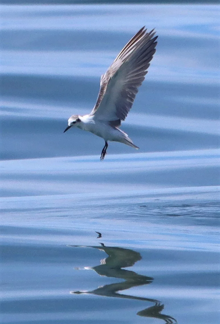 TERN - COMMON TERN - Sterna hirundo - Off Khok-Kham Shoreline, Samut Sakhon, Gulf of Siam (3).jpg