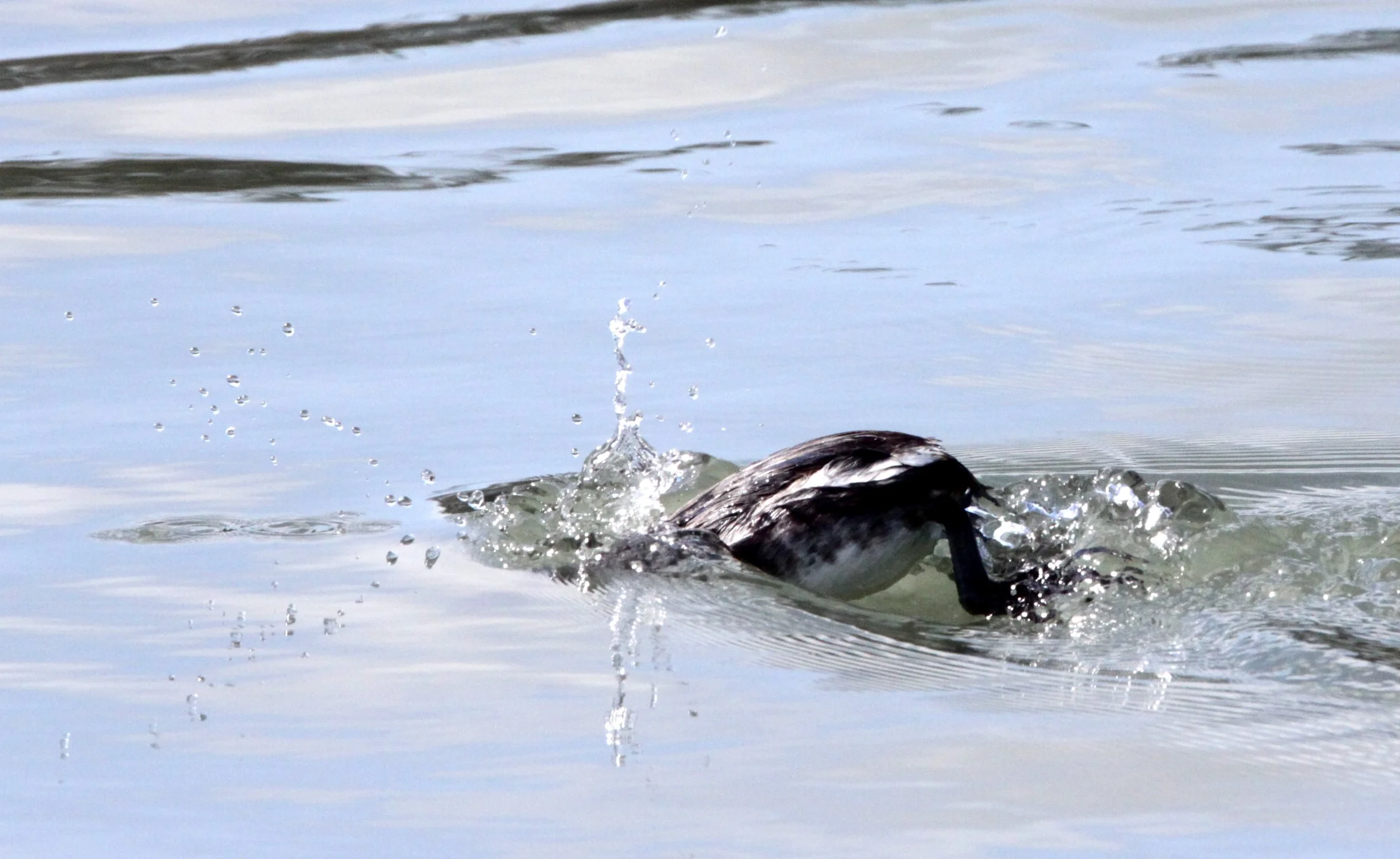 Western Grebe (Aechmophorus occidentalis) Elkhorn Slough WR California.JPG