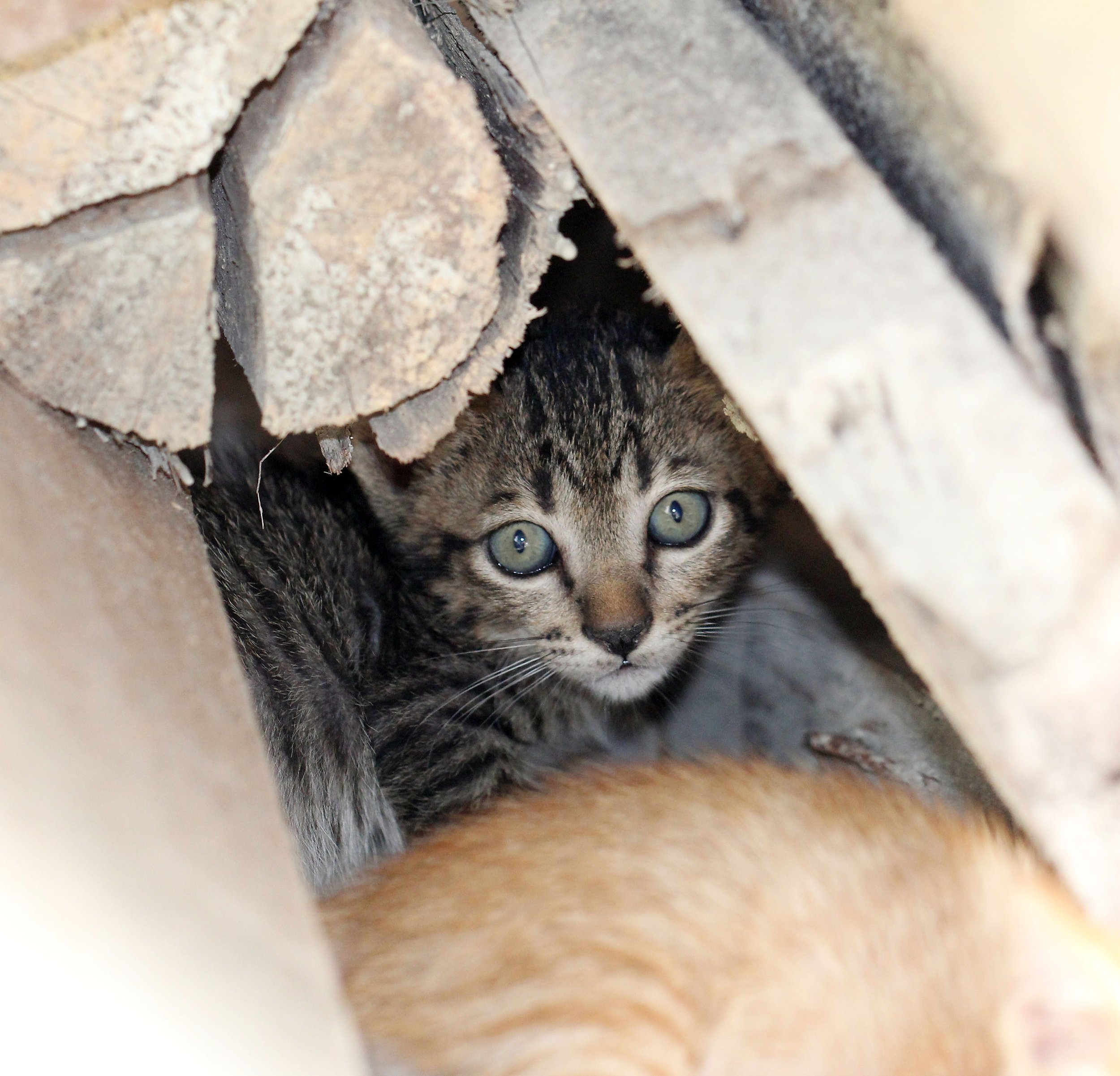 2015 Koh Lanta October Break Trip  (225).JPG