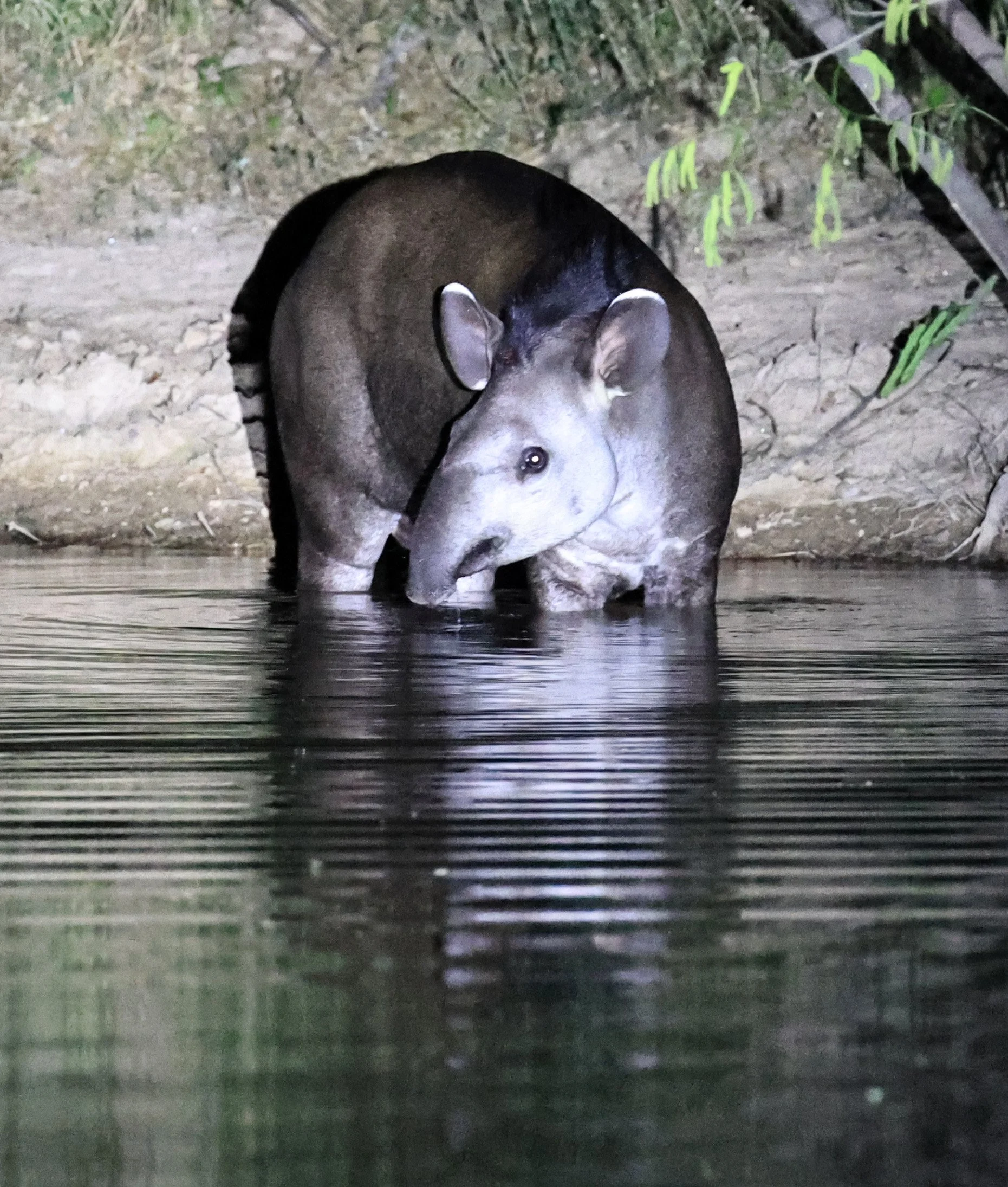 South American Tapir (Tapirus terrestris) Hotel Campestre Iparoma Paraguay  (16).jpg