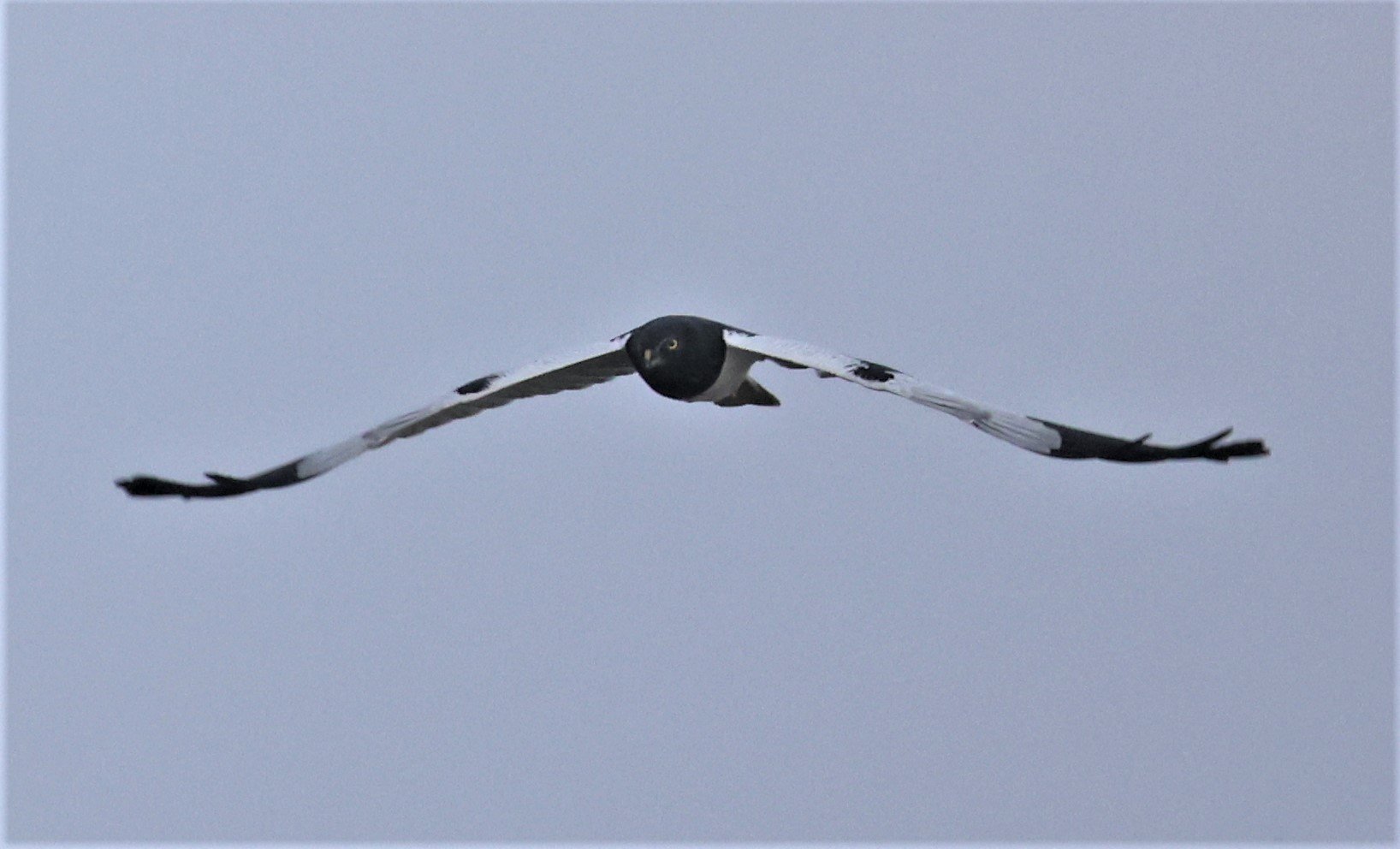 HARRIER - PIED HARRIER - Circus melanoleucos - YONOK CHIANG SAEN CHIANG RAI - ROOST (37).JPG
