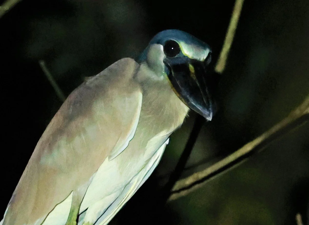 Heron - Boat-billed Heron - Cochlearius cochlearius - Ariau River & Rio Negro Region Southwest of Manaus (12).jpg