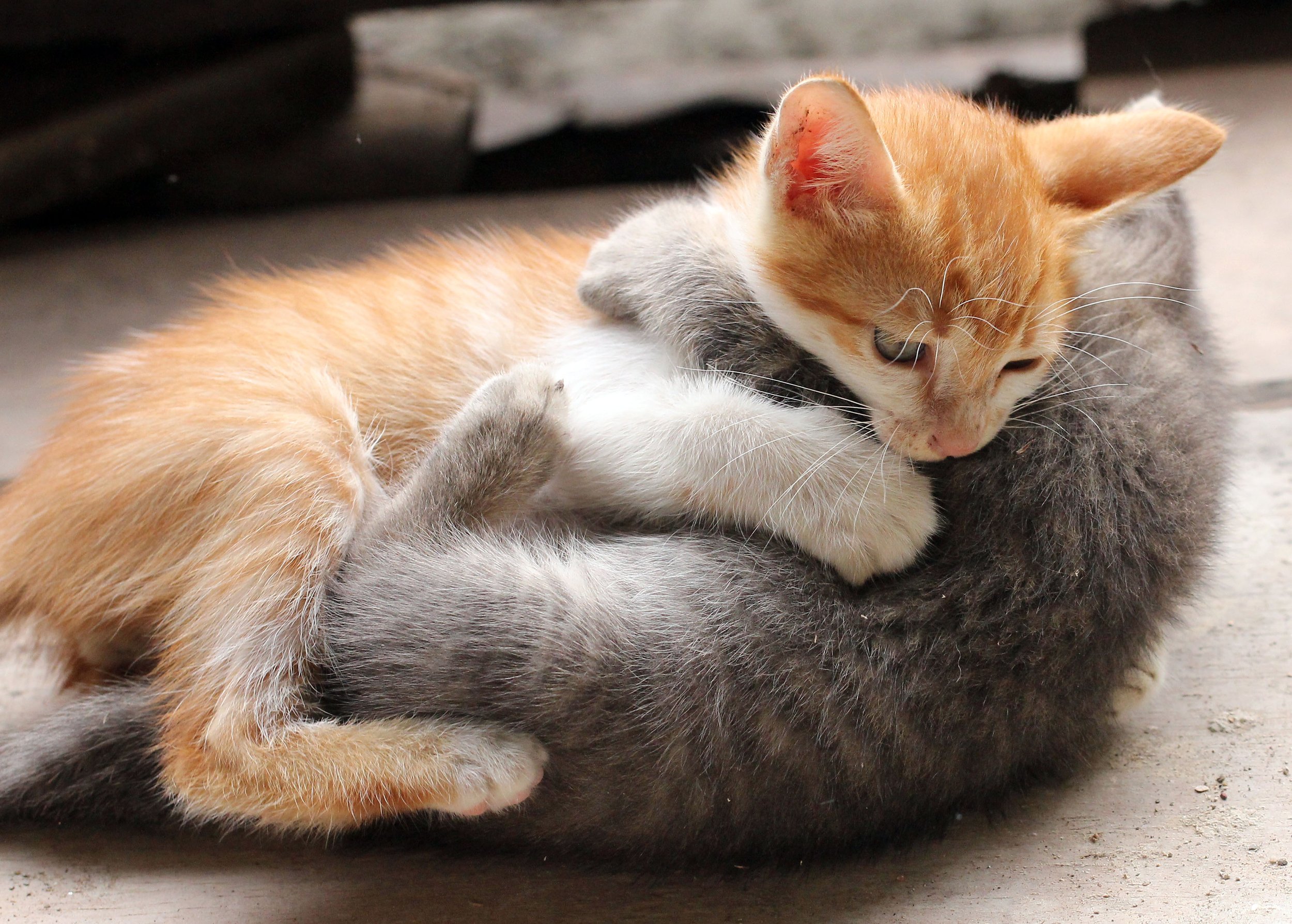 2015 Koh Lanta October Break Trip  (277).JPG