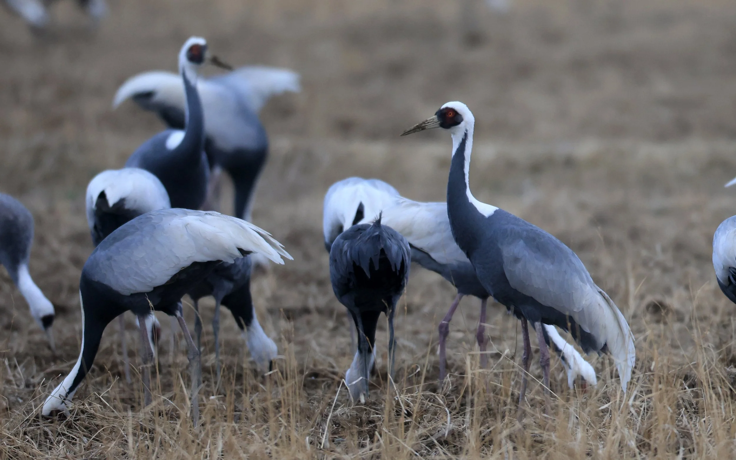 White-naped Crane (Antigone vipio) Izumi Crane Park & Center, Izumi Kagoshima Kyushu Japan (89).jpg