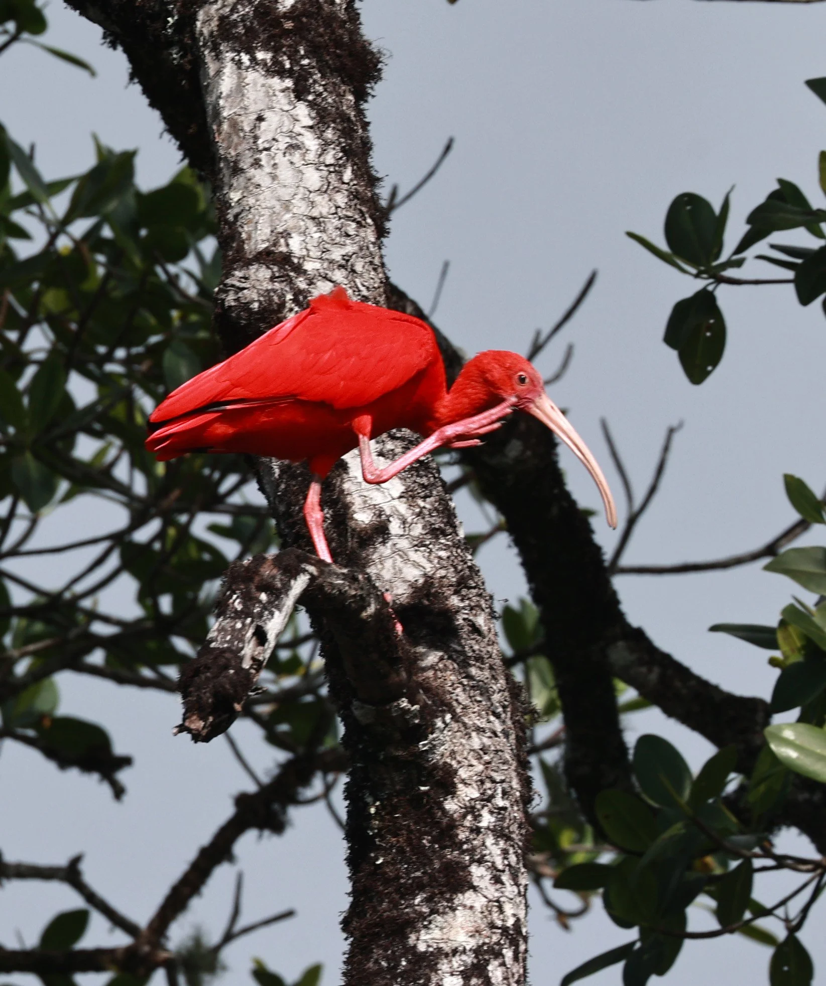 Scarlet Ibis (Eudocimus ruber) Superagüi National Park, Brazil (20).jpg