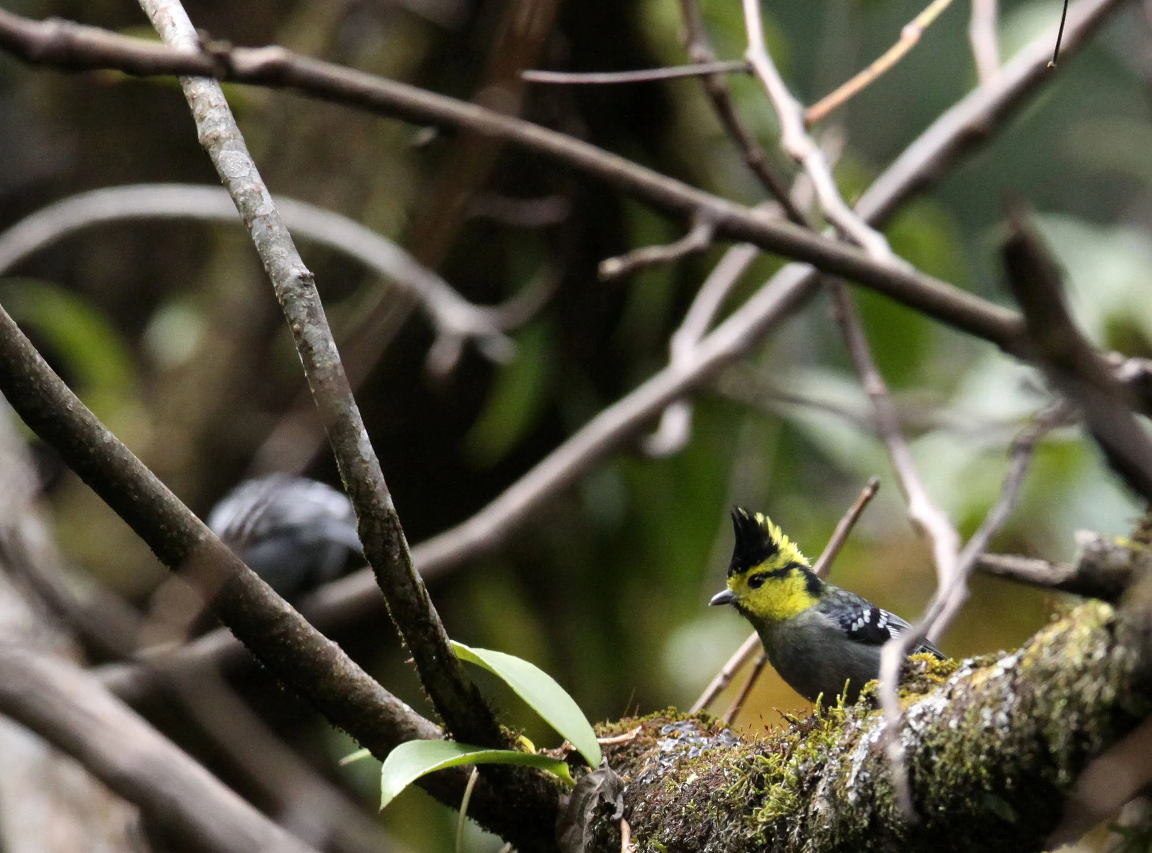 Yellow-cheeked Tit (Machlolophus spilonotus) Wuliangshan Nature Reserve, Yunnan China (8).JPG