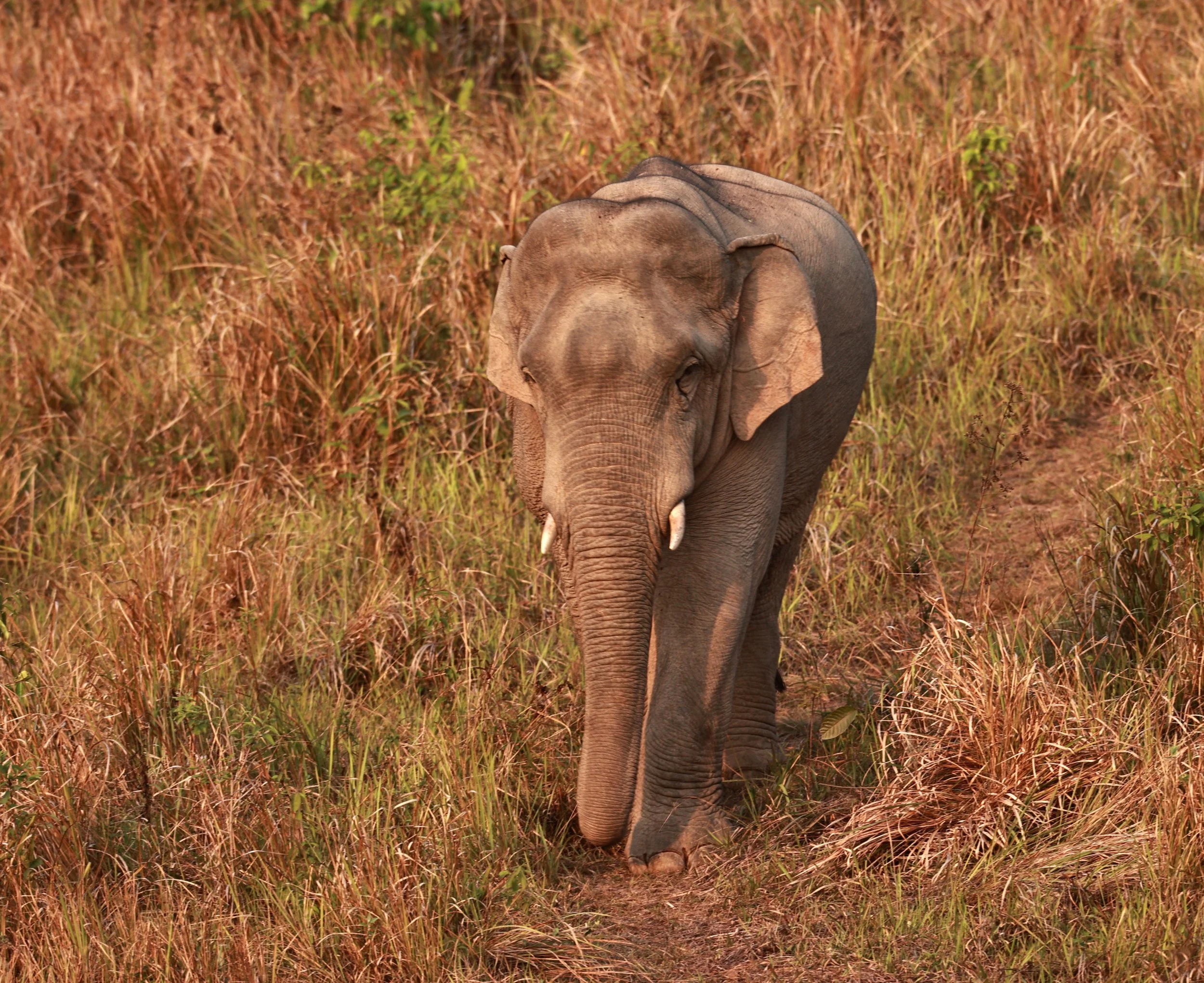Asian Elephant (Elephas maximus) Khao Yai National Park, Thailand (49).jpg