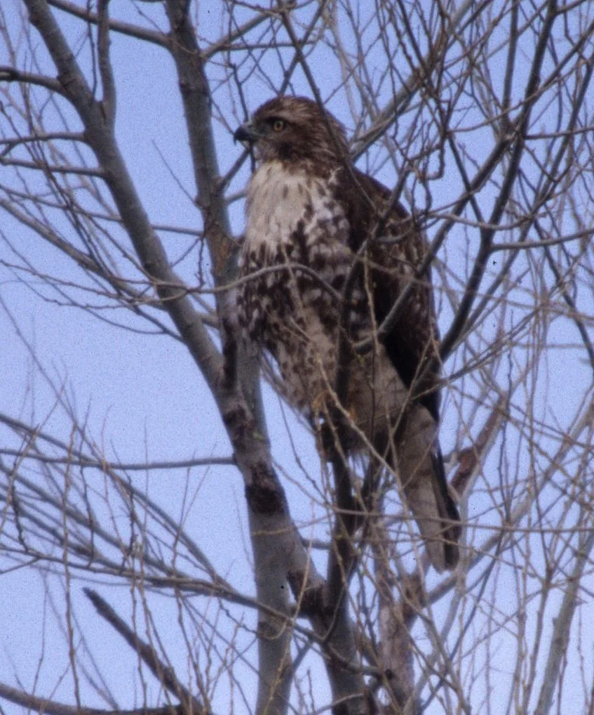 Buteo lineatus - RED-SHOULDERED HAWK - AMERICAN RIVER PARKWAY (6).jpg