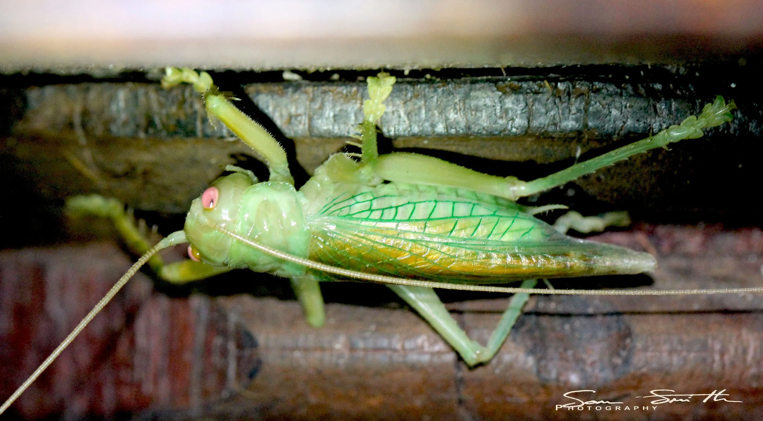 Gryllidae - Species 1 - Koh Lanta, Thailand