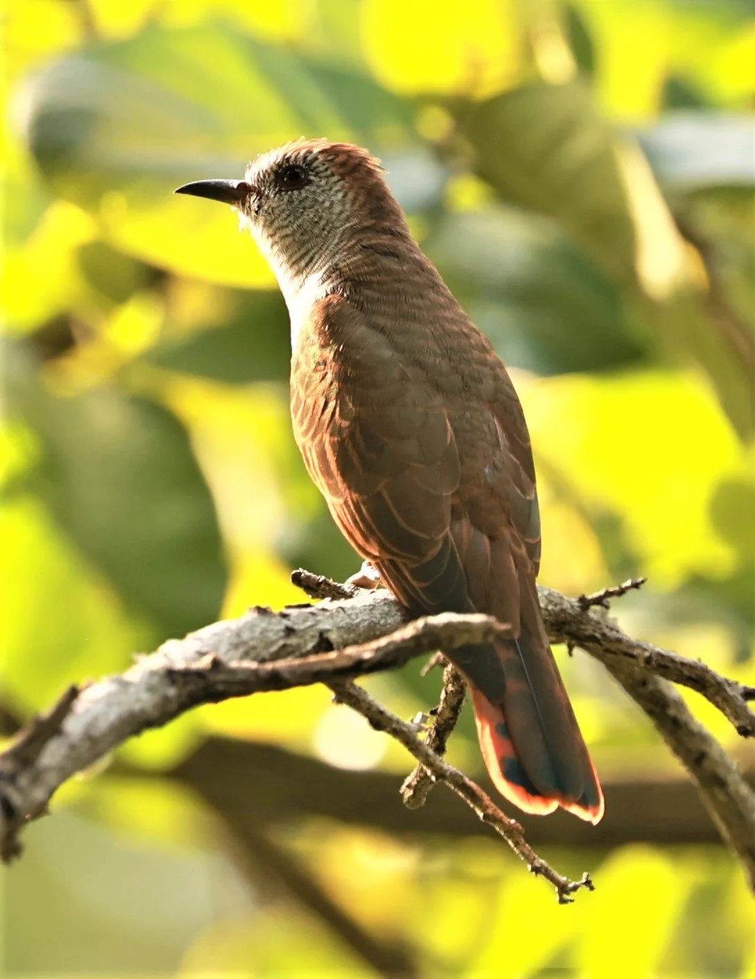 Violet Cuckoo (Chrysococcyx xanthorhynchus) Rama IX Park Bangkok (26).jpg