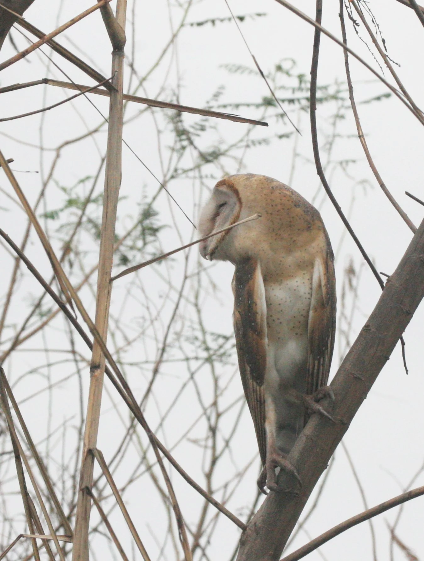 Tyto alba - BARN OWL - BUENG BORAPHET THAILAND (8).JPG