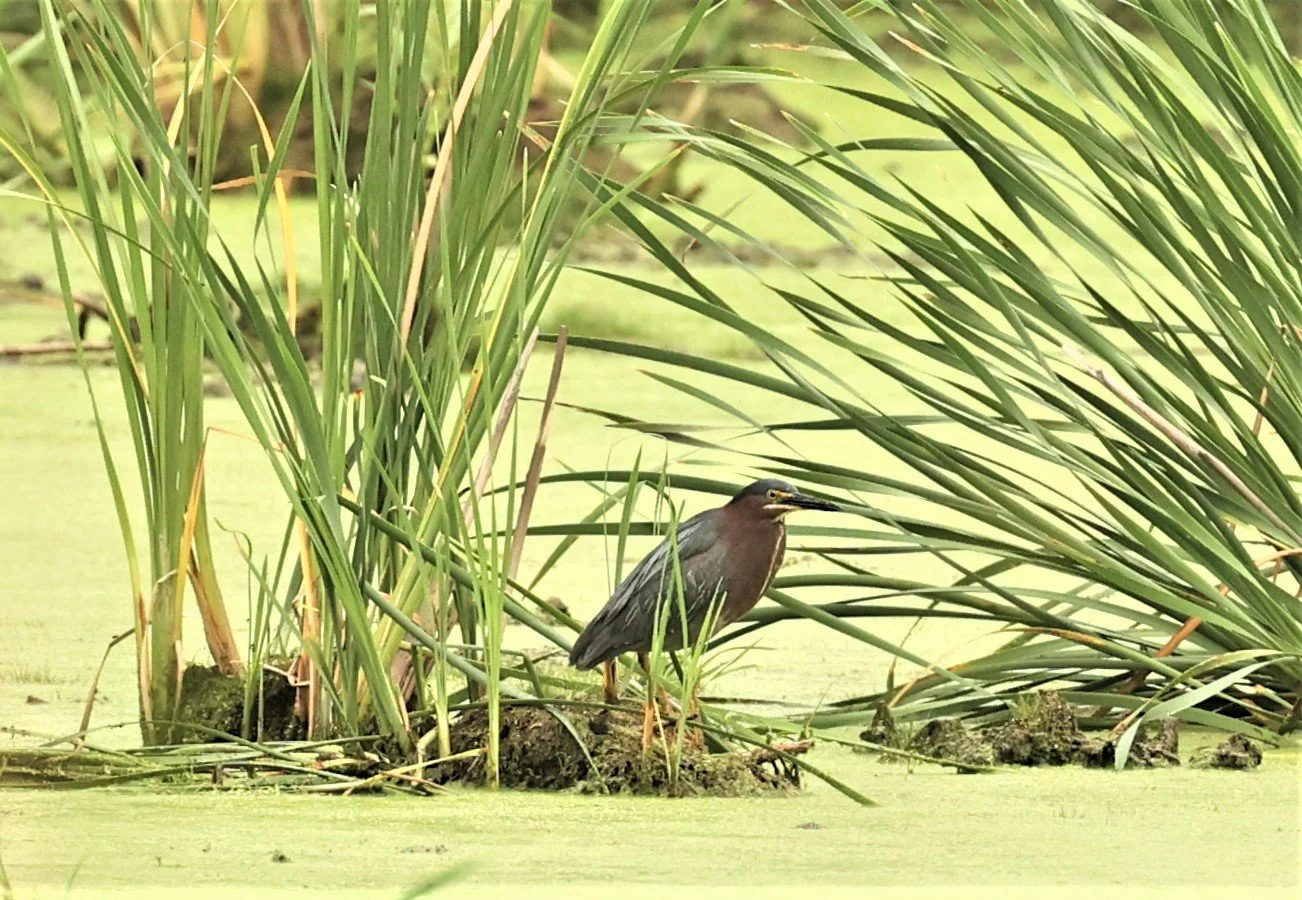 Butorides virescens - GREEN HERON - LINCOLN MARSH WHEATON ILLINOIS 2022 (72).jpg