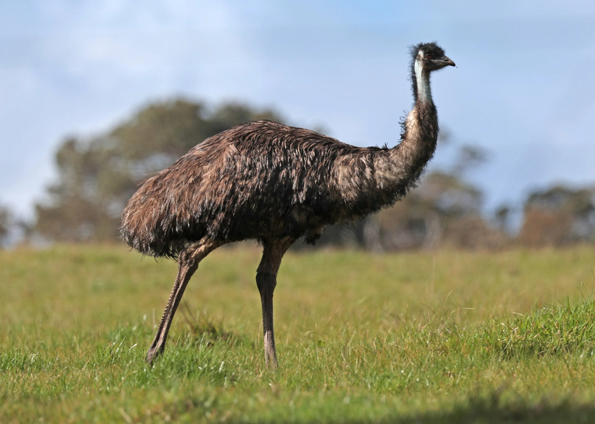 Emu (Dromaius novaehollandiae) Mt Frankland NP - Western Australia (58).jpg