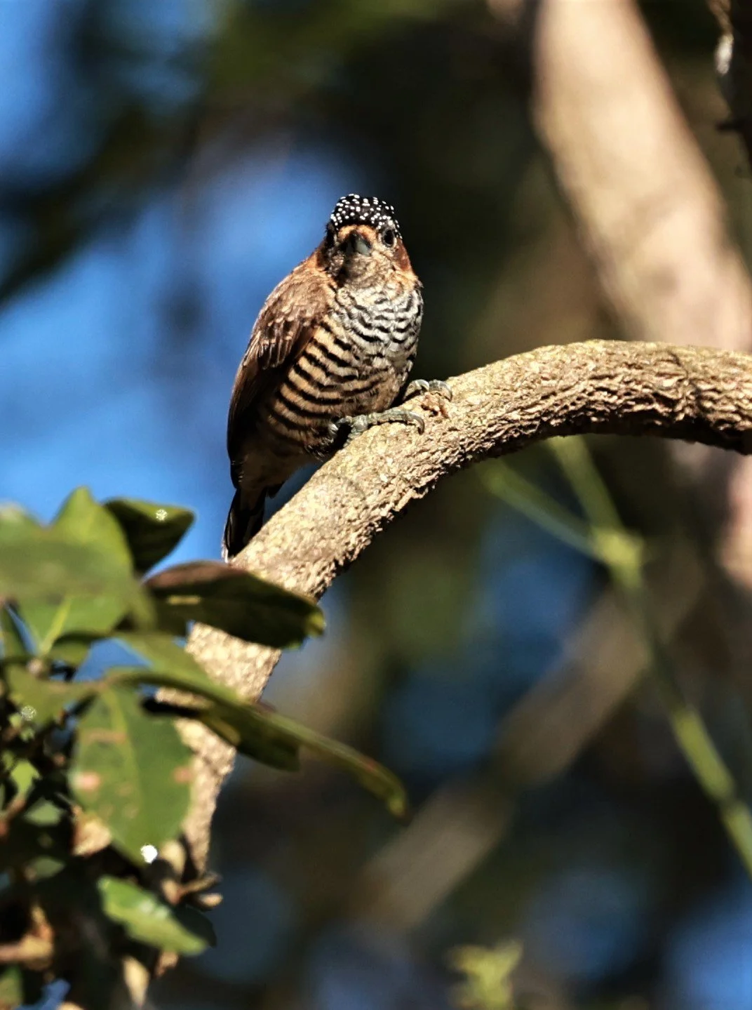 Picumnus temminckii — Coke Smith Wildlife
