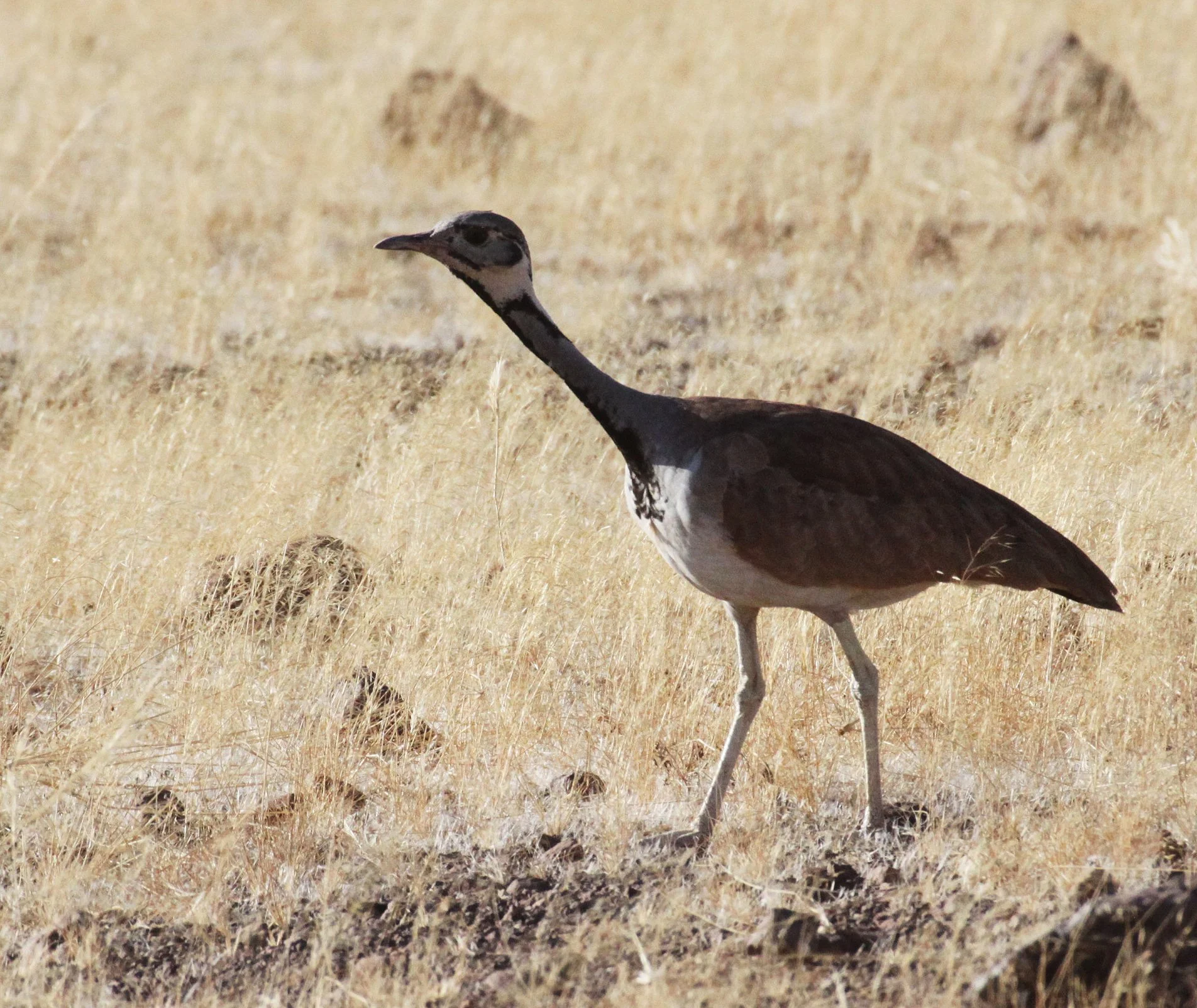 Ruppell's Korhaan (Eupodotis reupellii) Damaraland Namibia (14).JPG