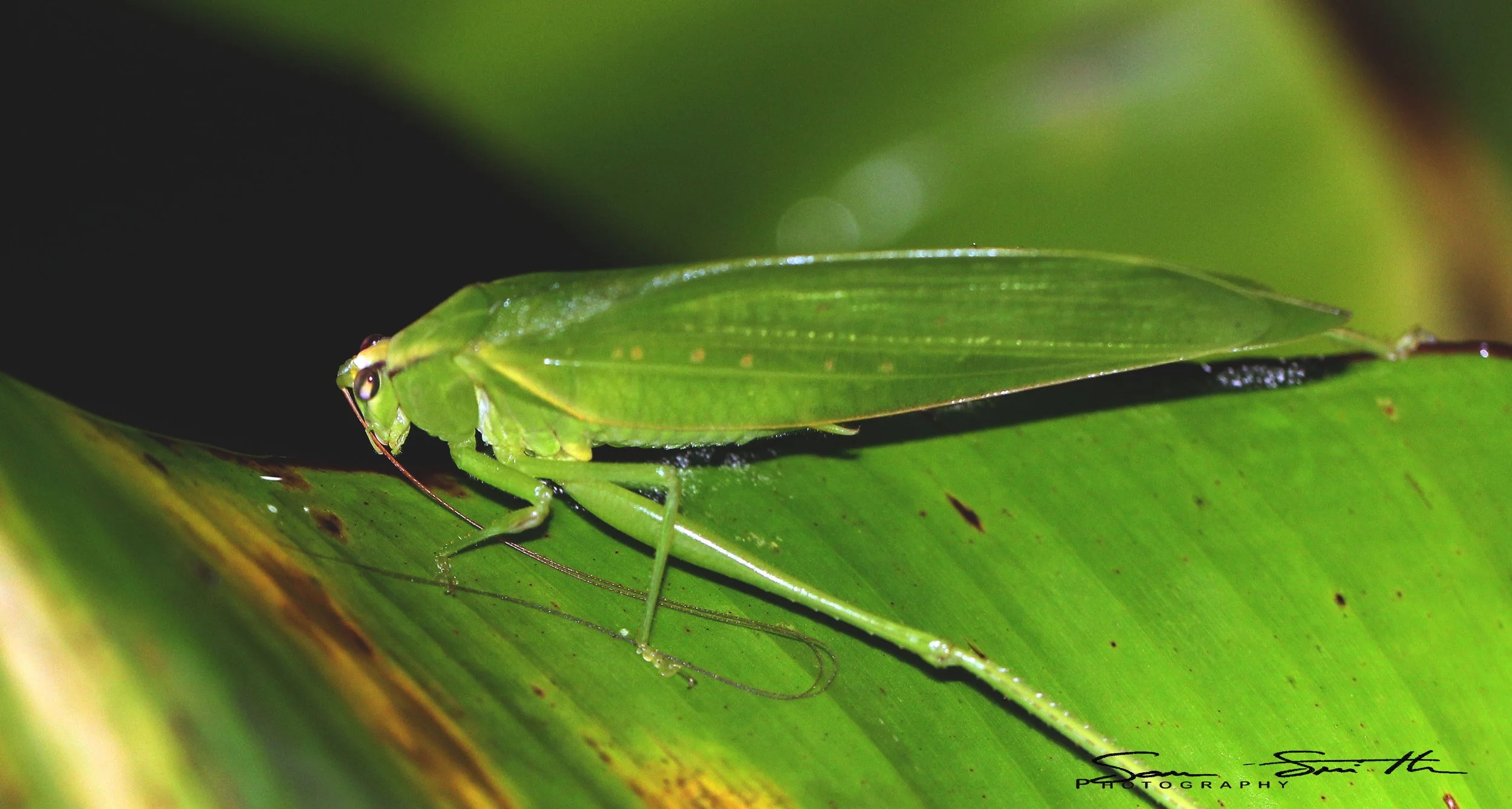 Tettigoniidae - Species 5 - Koh Lanta, Thailand (2).JPG