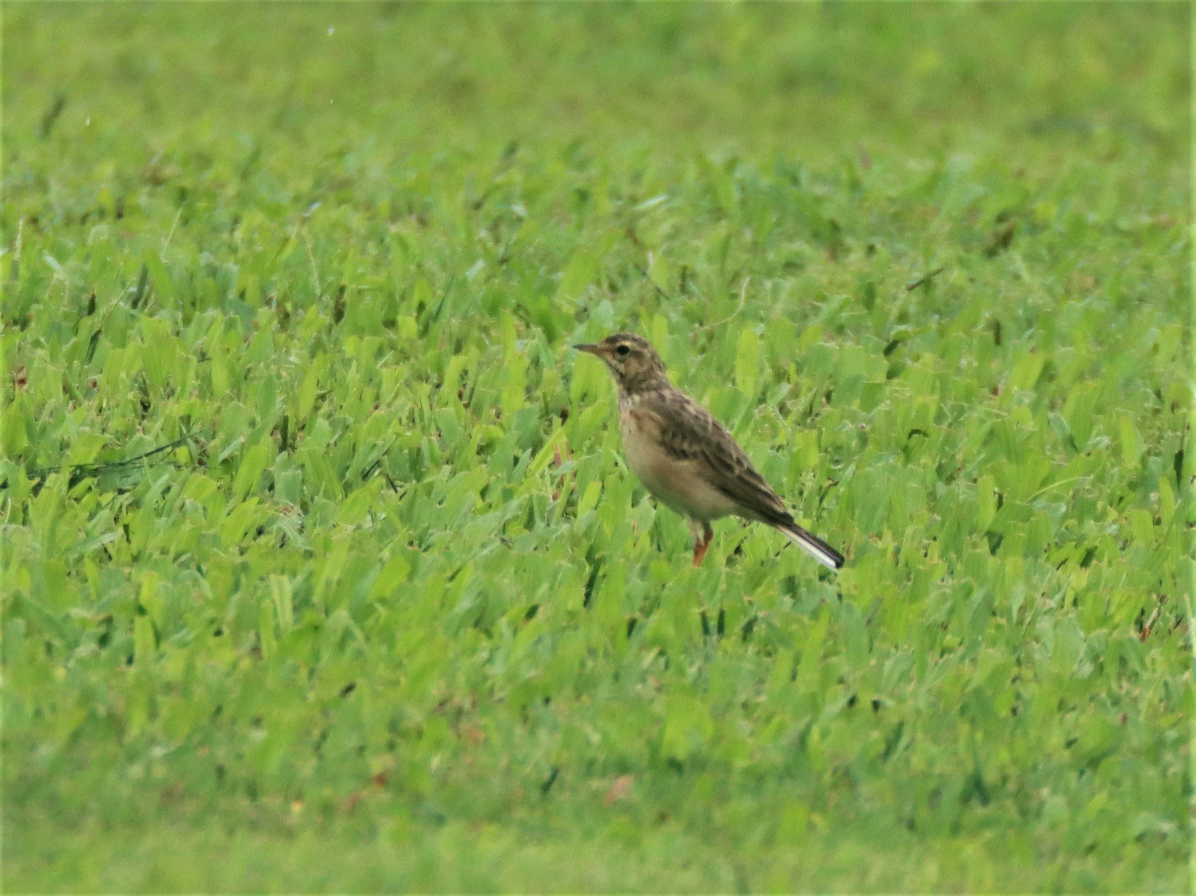 Paddyfield Pipit (Anthus rufulus) KHAO SOK SURAT THANI (1).jpg