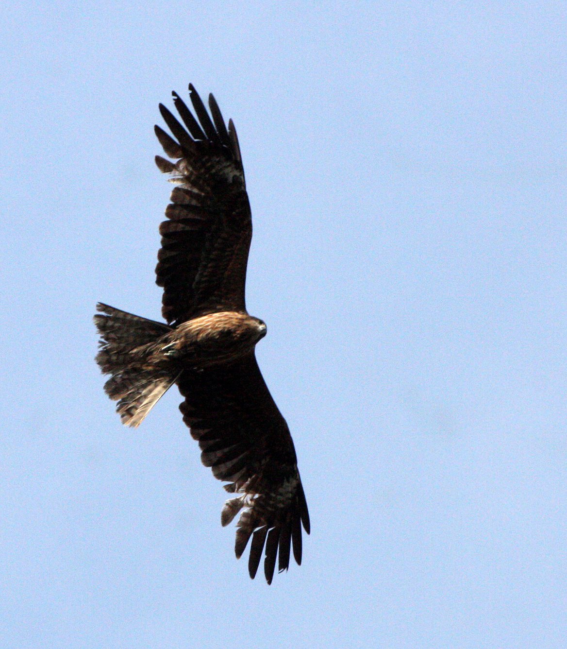 Milvus migrans lineatus - BLACK-EARED KITE - KYOTO JAPAN (7).JPG