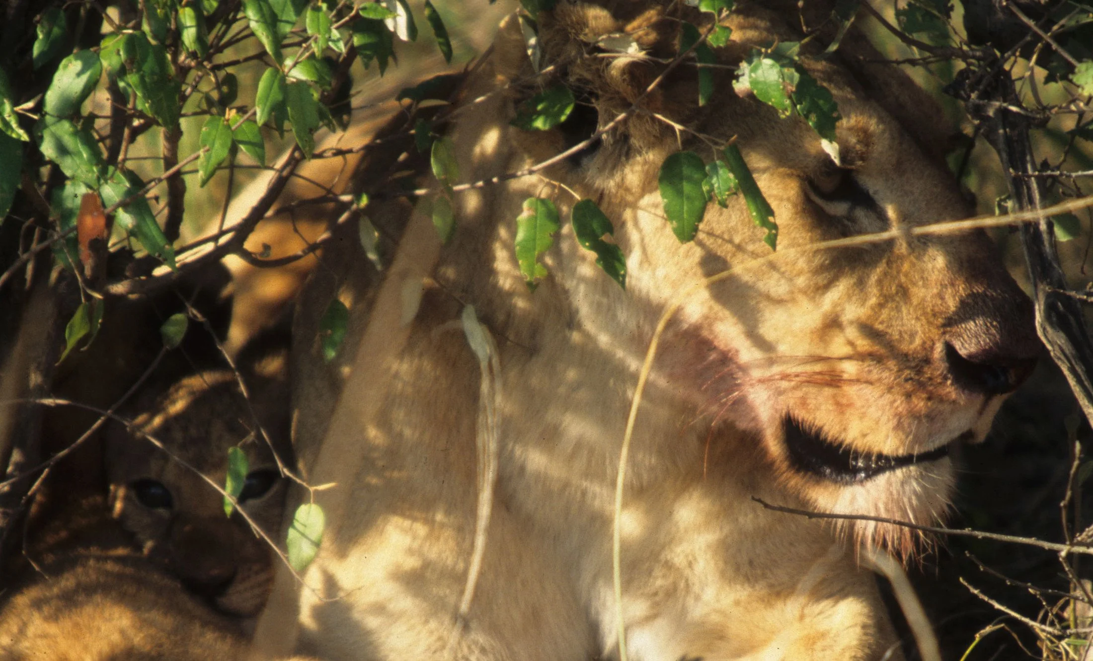 FELID - LION - SERENGETI (28).jpg