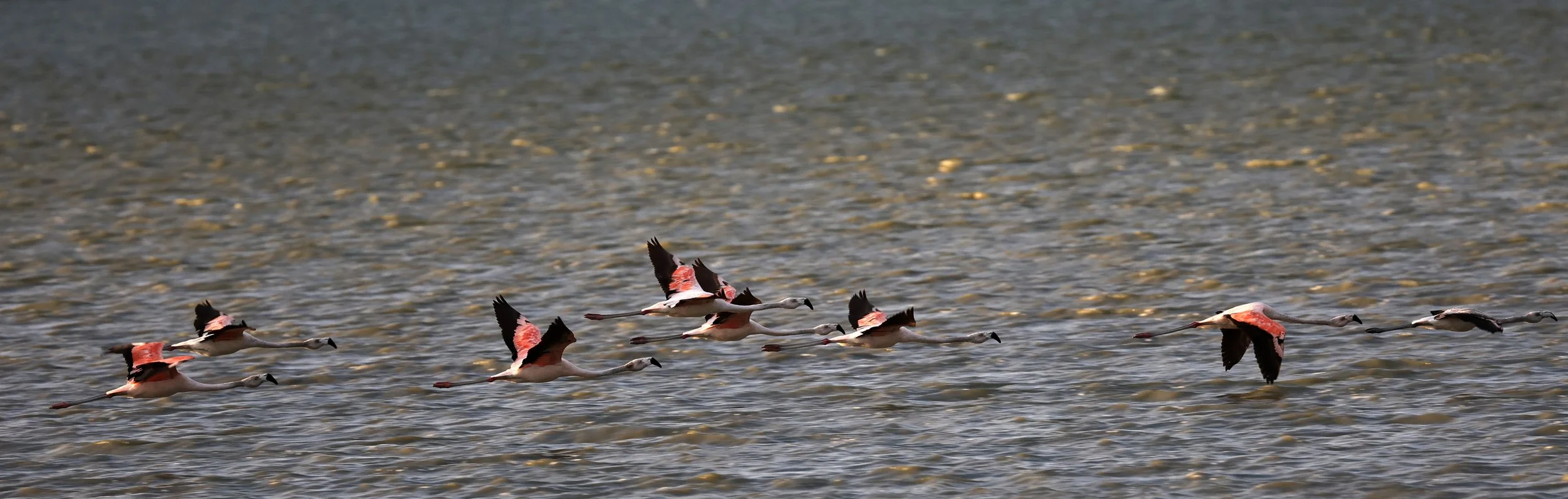 Chilean Flamingo (Phoenicopterus chilensis) Chaco Lodge & Laguna Salada Paraguay (81).jpg