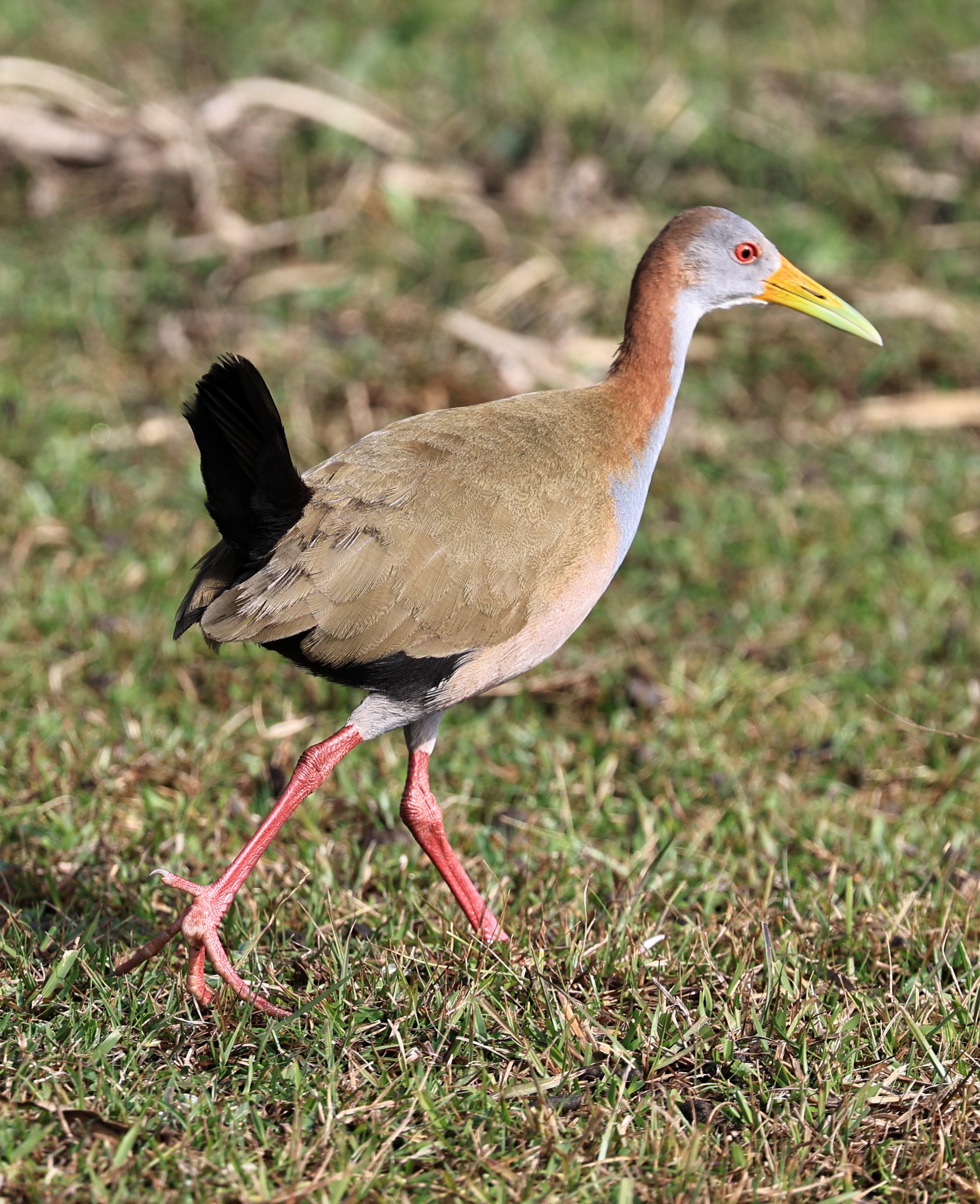 Giant Wood-rail (Aramides ypecaha) El Palmar National Park, Entre Rios, Argentina 