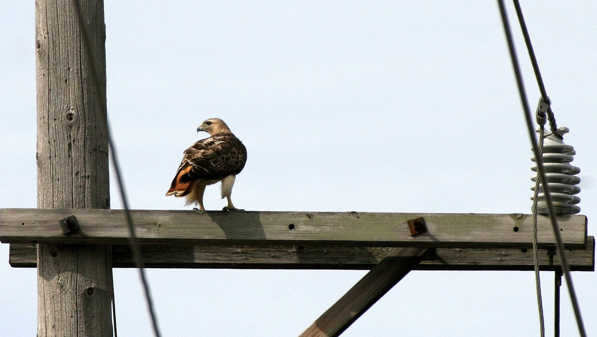 Buteo jamaicensis - RED-TAILED HAWK - WHEATON ILLINOIS (3).JPG