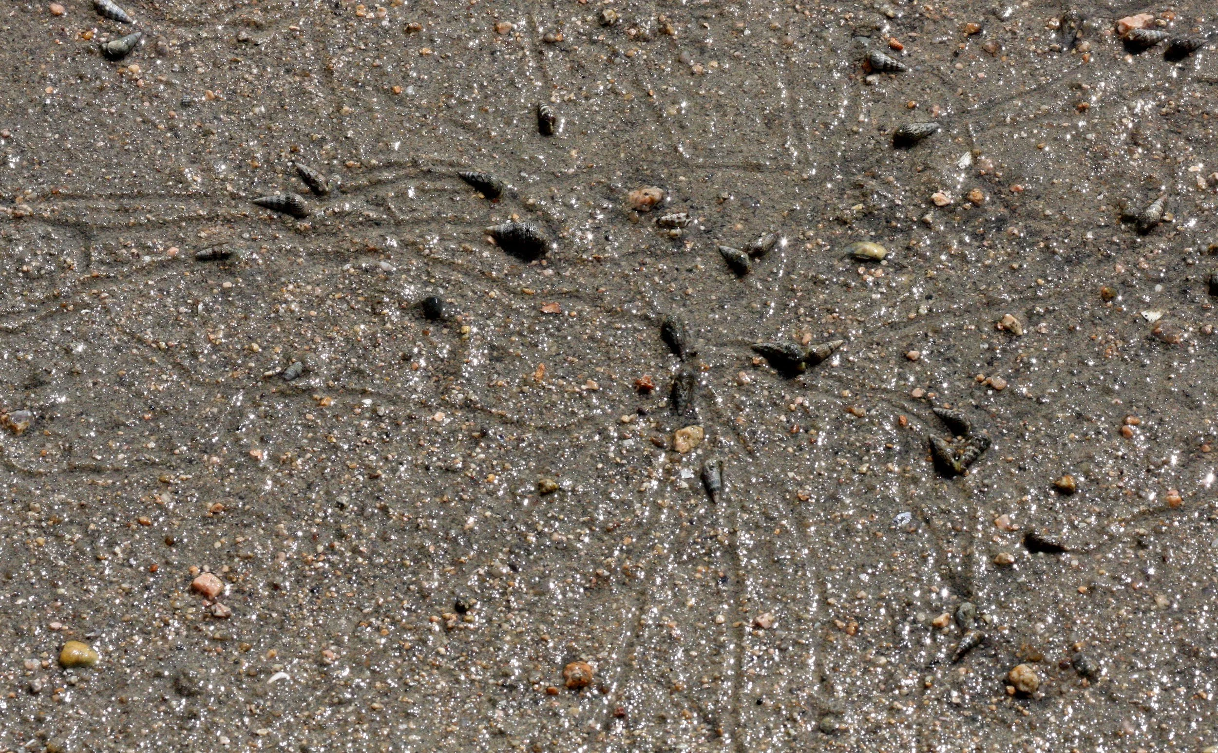 INVERT - MOLLUSCA - SNAIL SPECIES - MIYAJIMA JAPAN (2).JPG