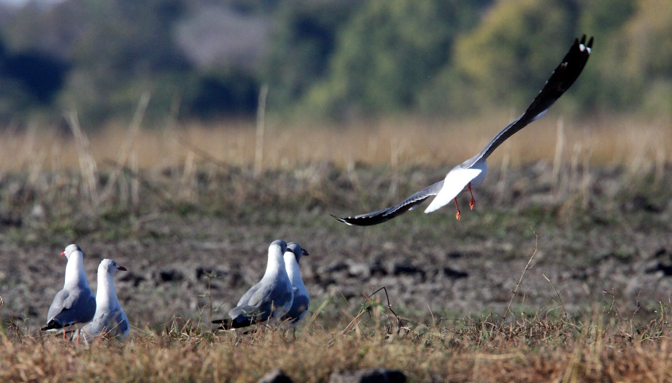BIRD - GULL - GREY-HEADED GULL - CHOBE NATIONAL PARK BOTSWANA.JPG