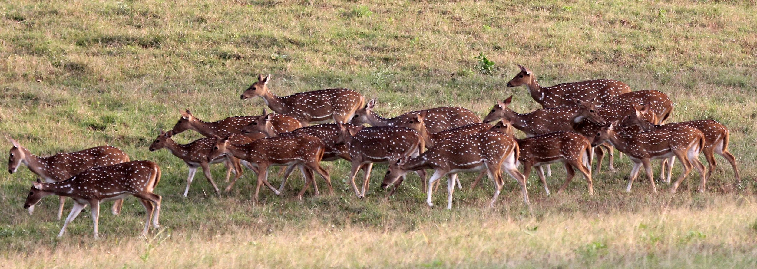 Axis axis axis - INDIAN CHITAL or SPOTTED DEAR - TOPSLIP NATIONAL PARK TAMIL NADU INDIA (5).JPG
