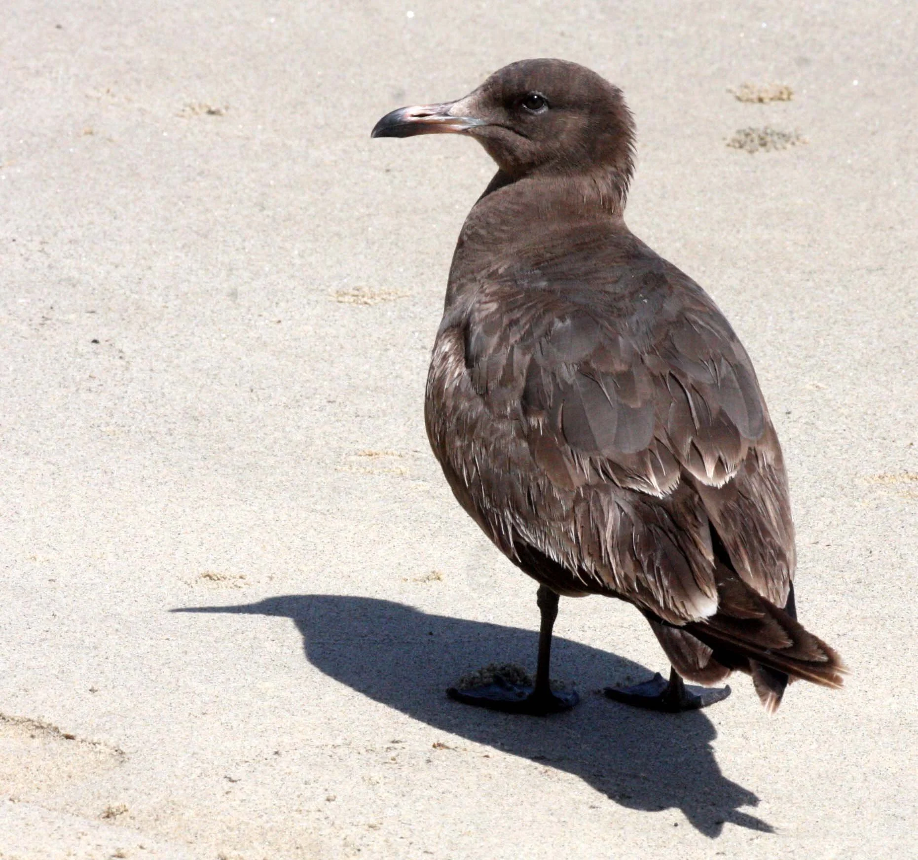 BIRD - GULL - HEERMANS GULL - BAHIA DE LOS ANGELES DESERT BAJA MEXICO (11).JPG