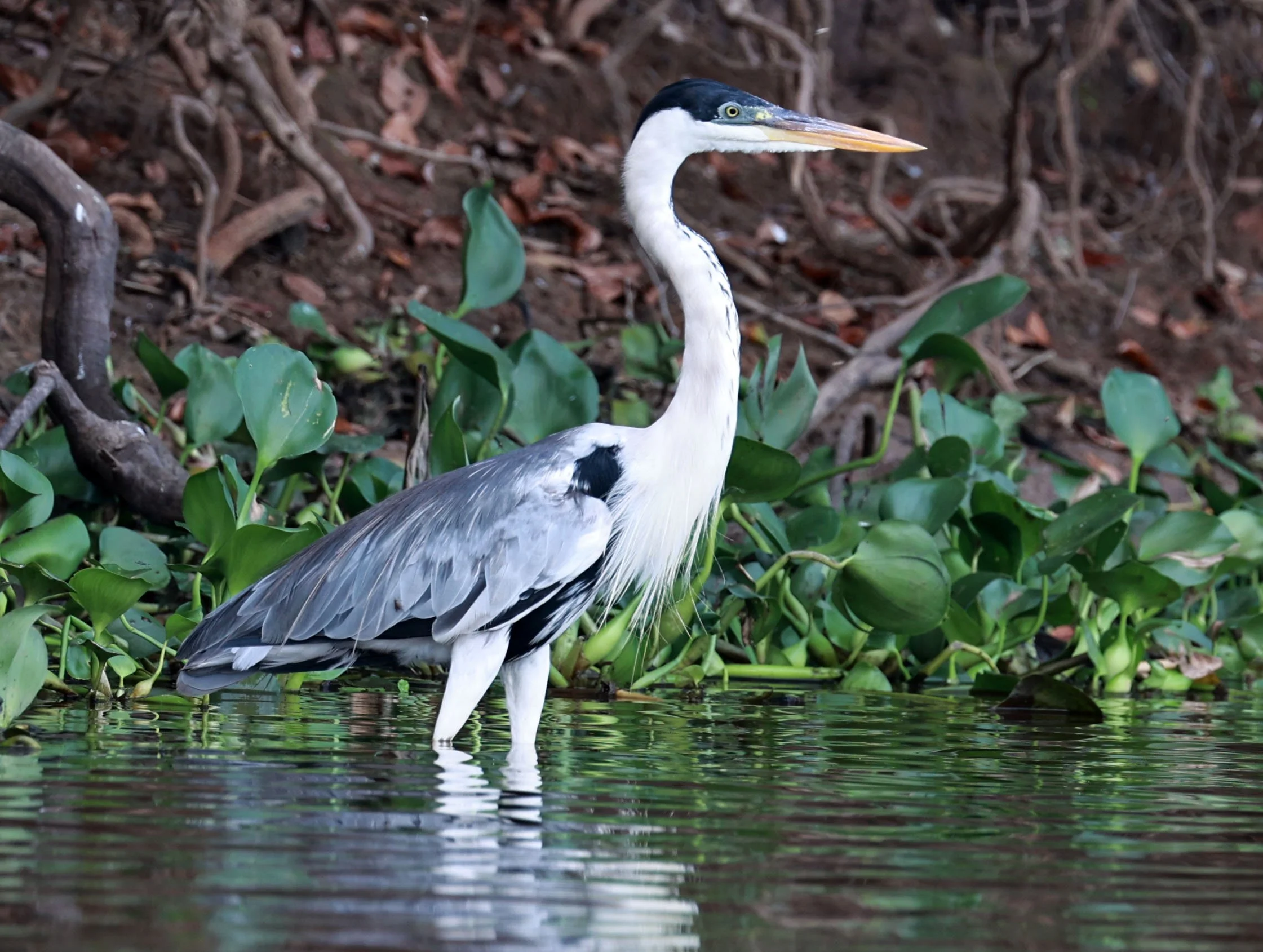 Heron - Cocoi Heron - Ardea cocoi - Pantanal, Encontro das Águas State Park, Porto Jofre, Cuiaba River, Brazil (7).jpg