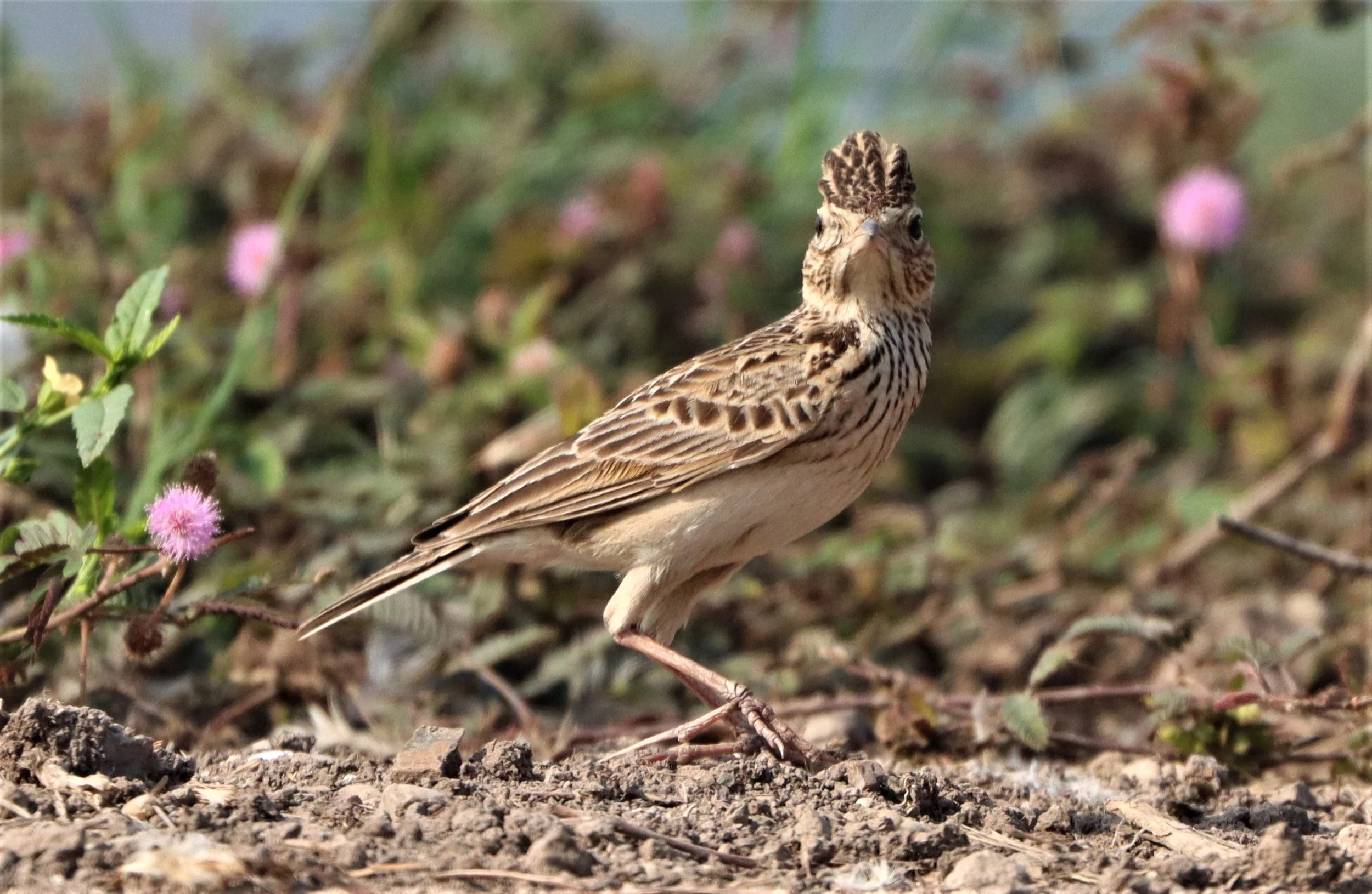 Oriental Skylark (Alauda gulgula) Bang Khaem Wetlands Nakhon Pathom (4).jpg