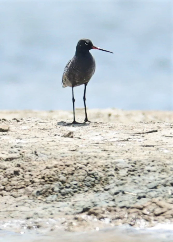REDSHANK - SPOTTED REDSHANK - Tringa erythropus - CHACHOENGSAO SALT PONDS SALT CAFE MAY 7 2022 (14).jpg