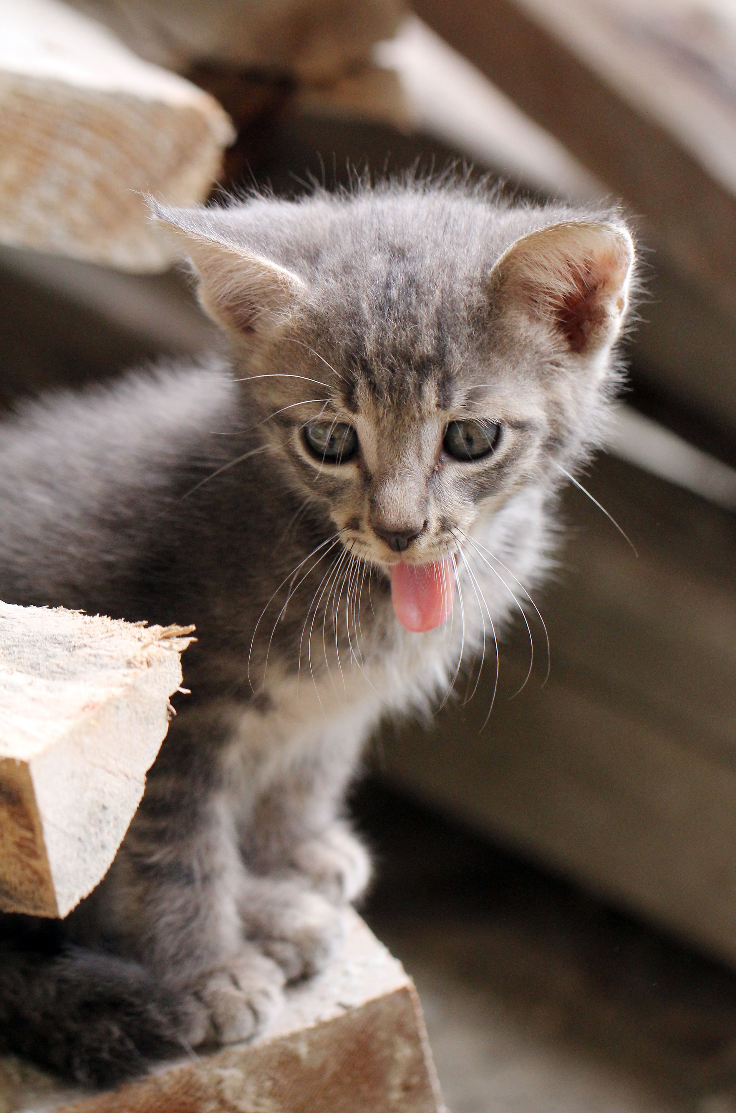 2015 Koh Lanta October Break Trip  (235).JPG