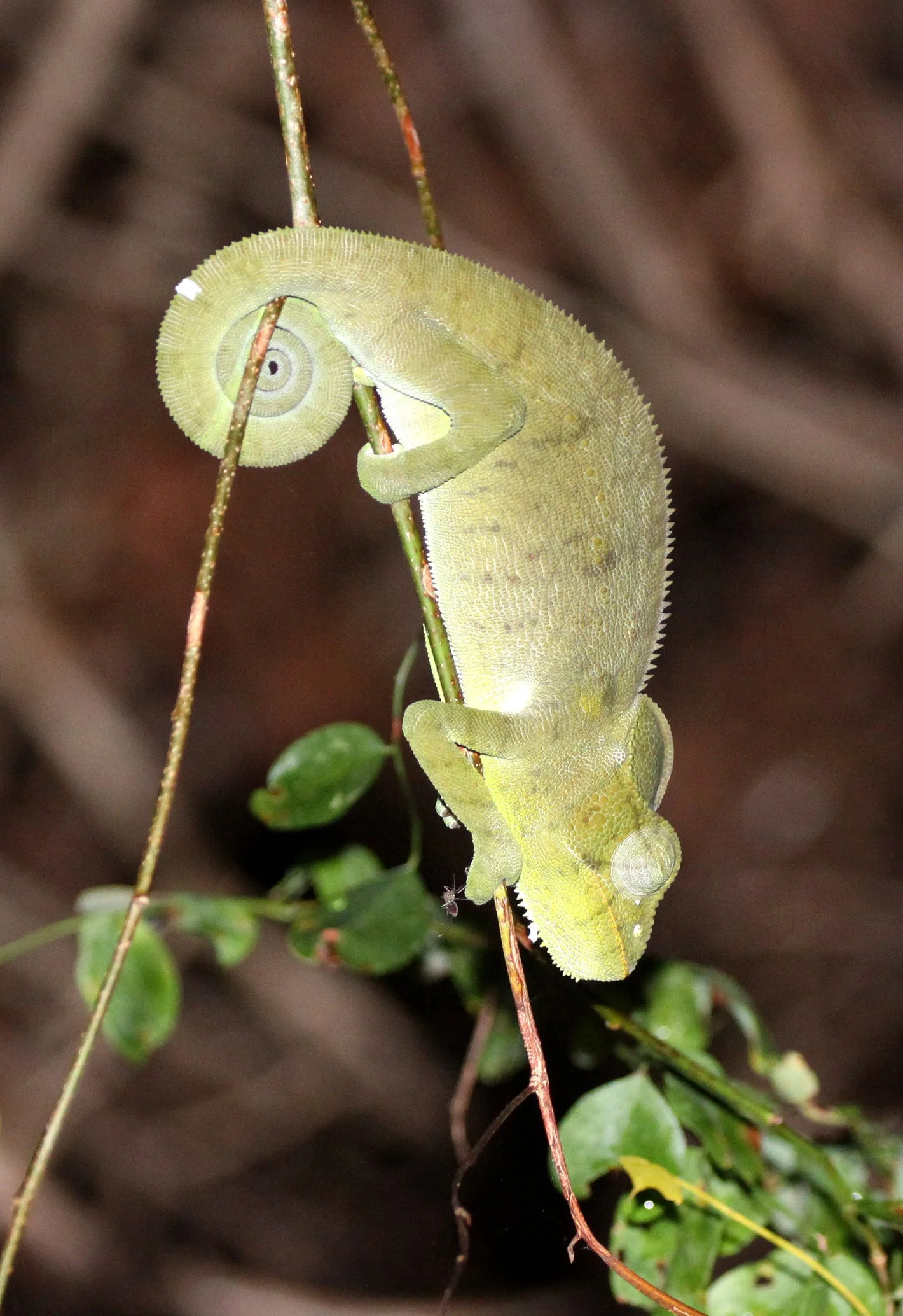 Furcifer pardalis - PANTHER CHAMELEON - ANKARANA NATIONAL PARK MADAGASCAR (3).JPG