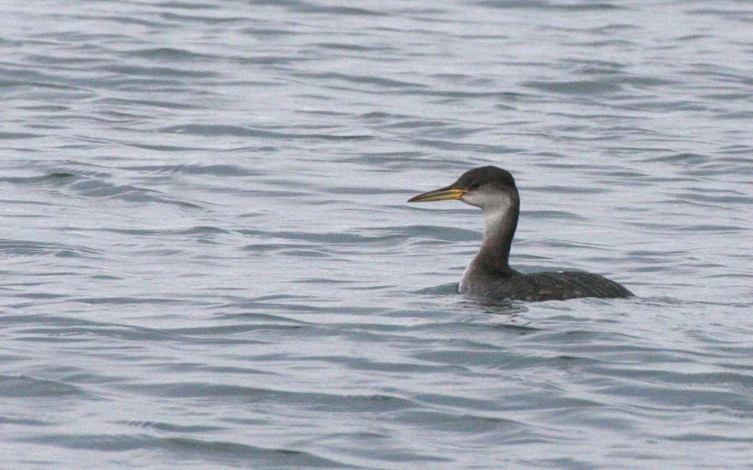 Red-necked Grebe (Podiceps grisegena) Port Angeles Harbor & Strait of Juan de Fuca Washington (14).jpg