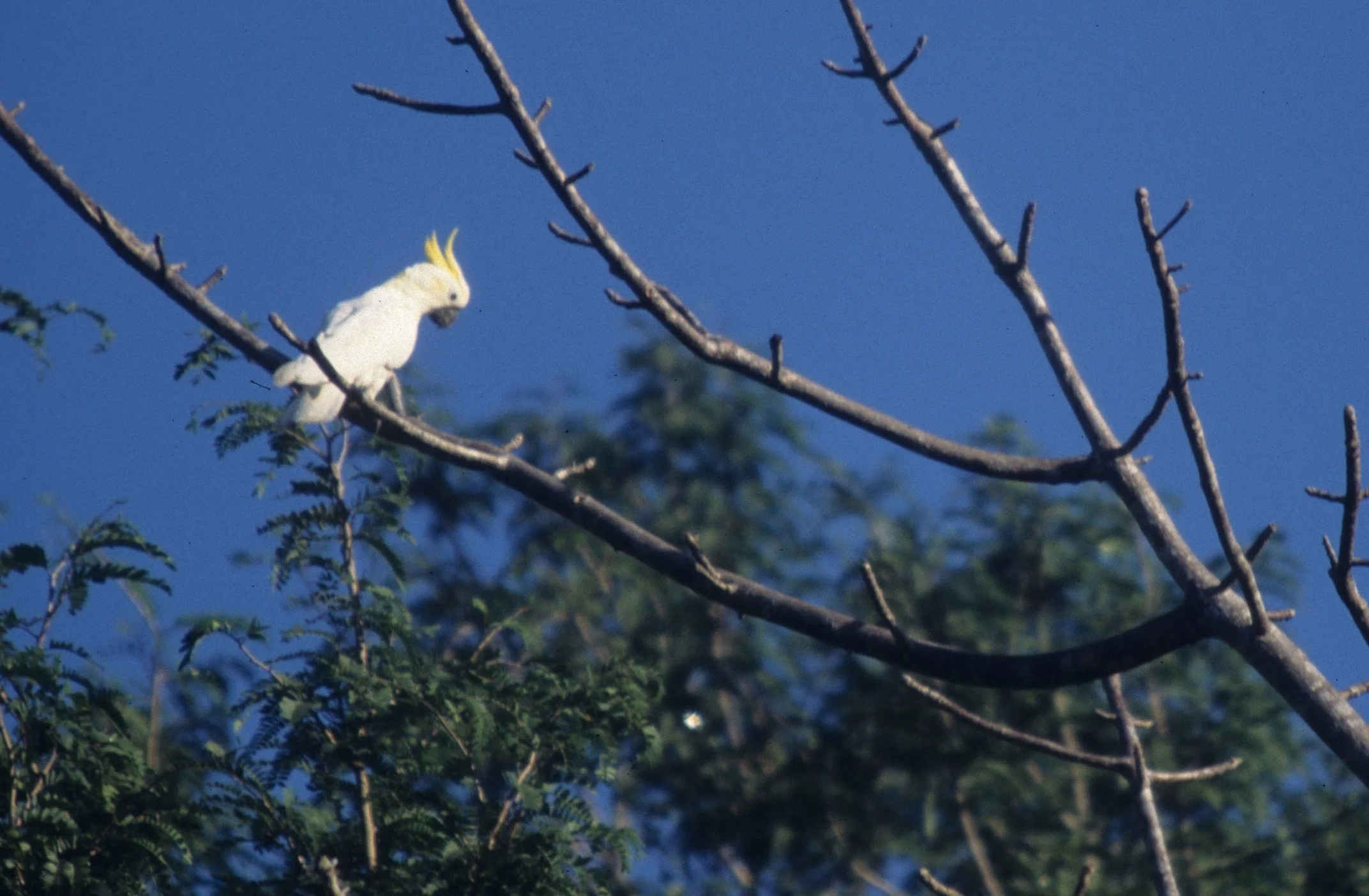 BIRD - COCKATOO - SULFUR CRESTED - KOMODO ISLAND INDONESIA C.jpg