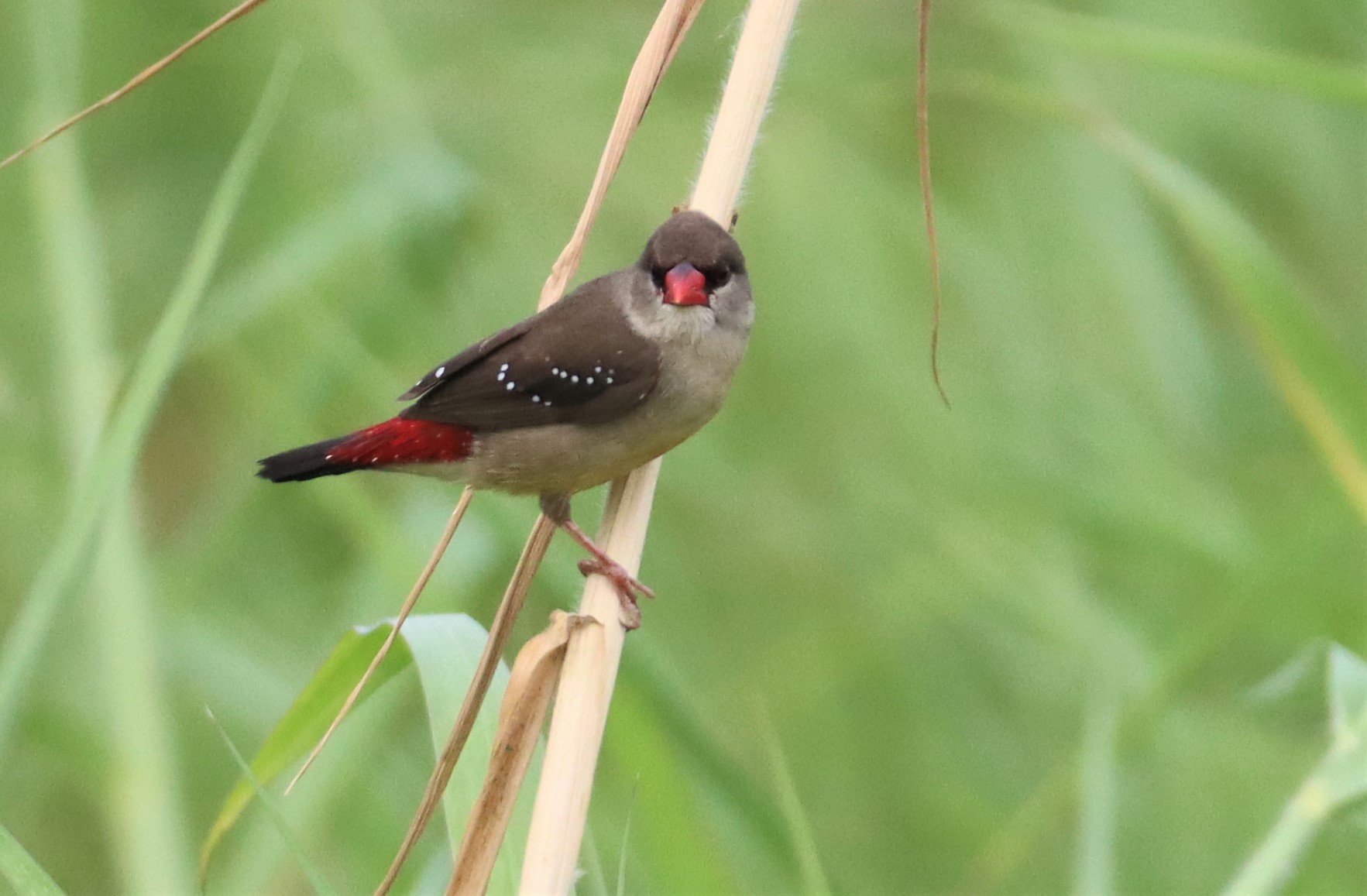 RED AVADAVAT - Amandava amandava - LAT KRABANG WETLANDS THAP YAO (76).jpg