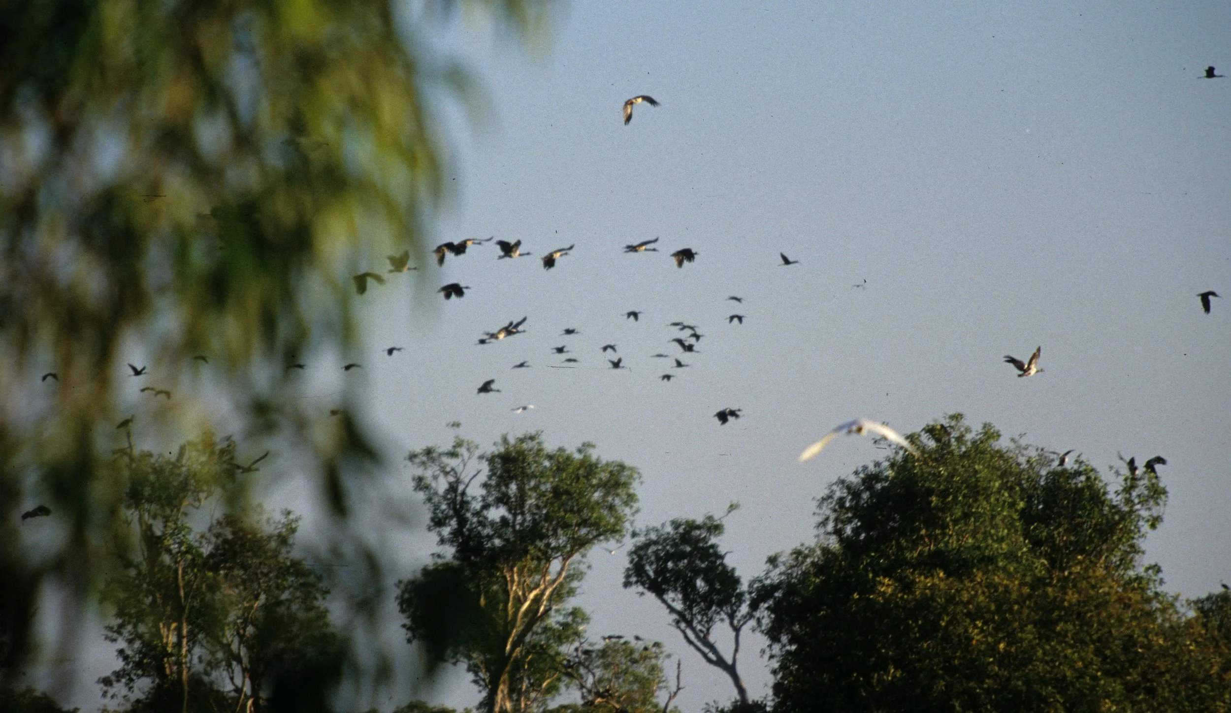 BIRD - GOOSE - MAGPIE GEESE IN FLIGHT IN KAKADU.jpg